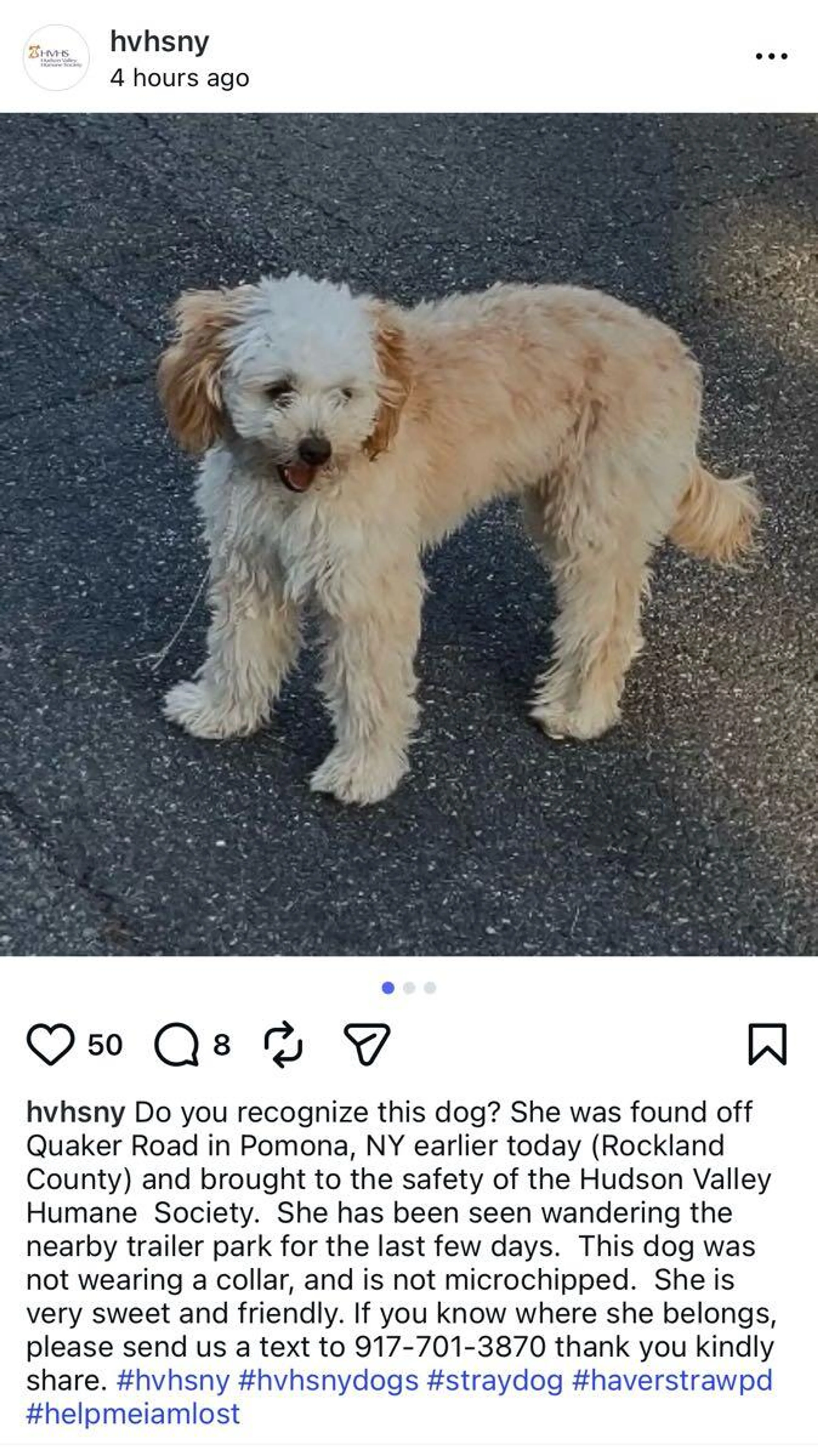 Found pet