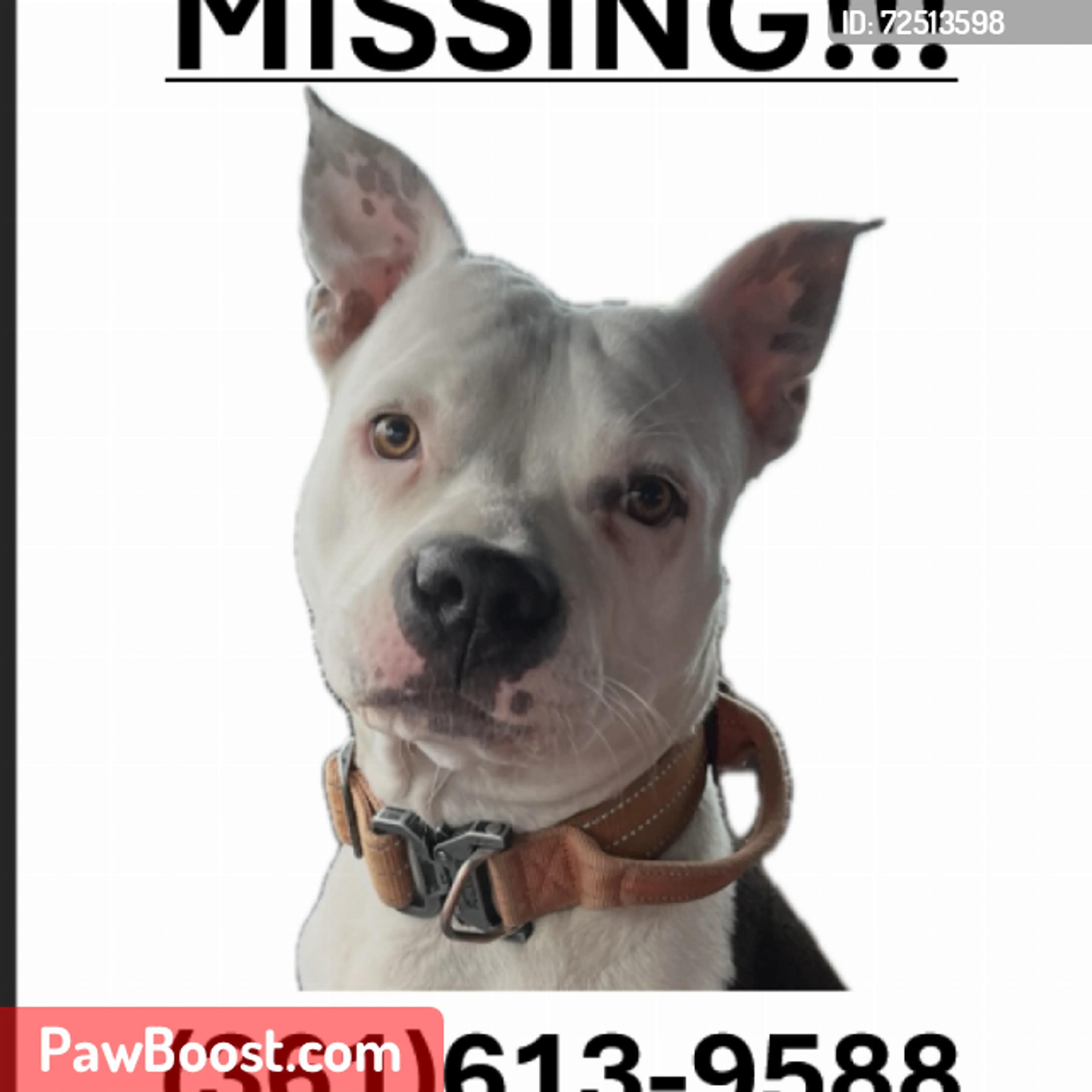 Lost pet