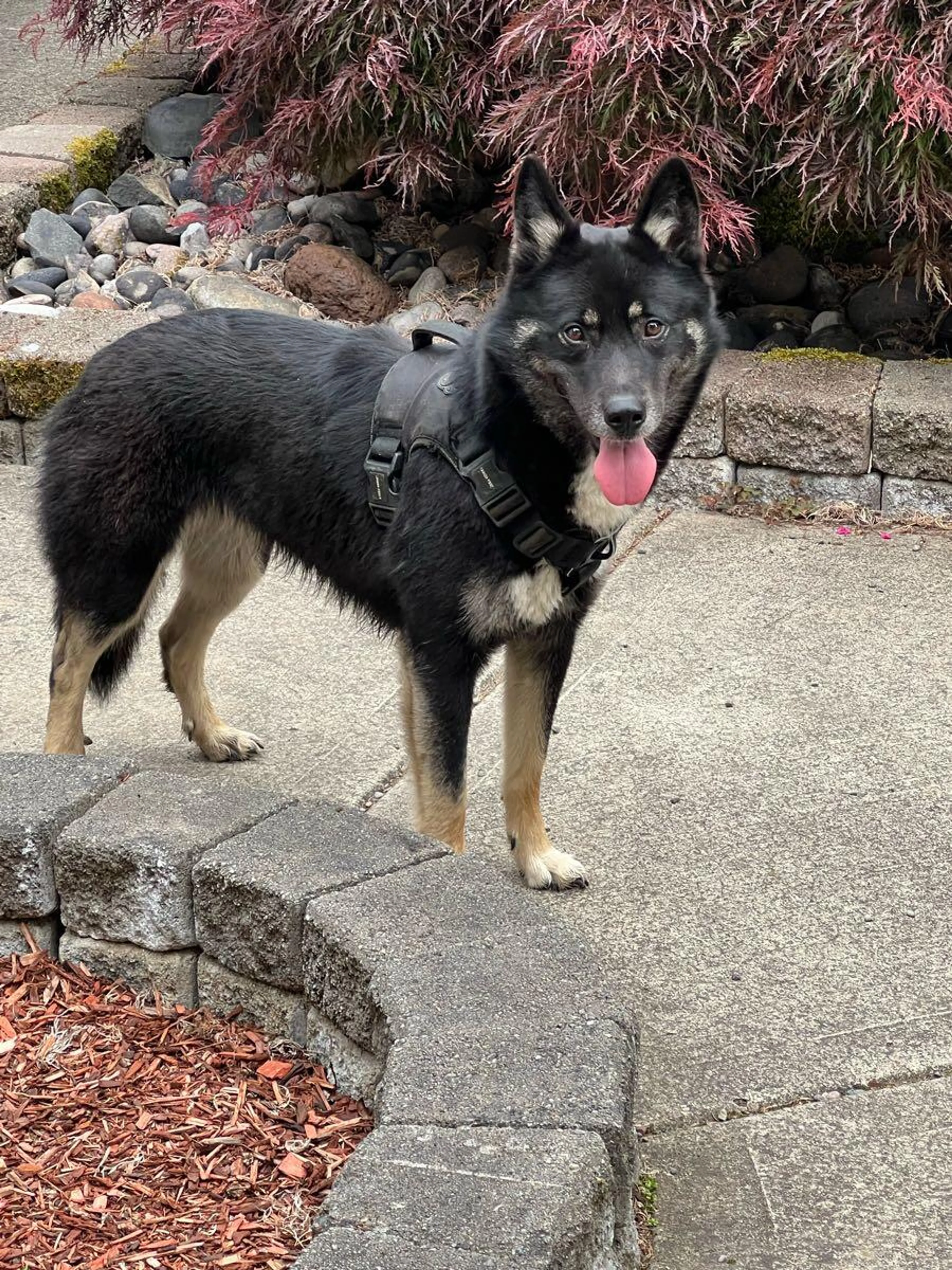 Found pet