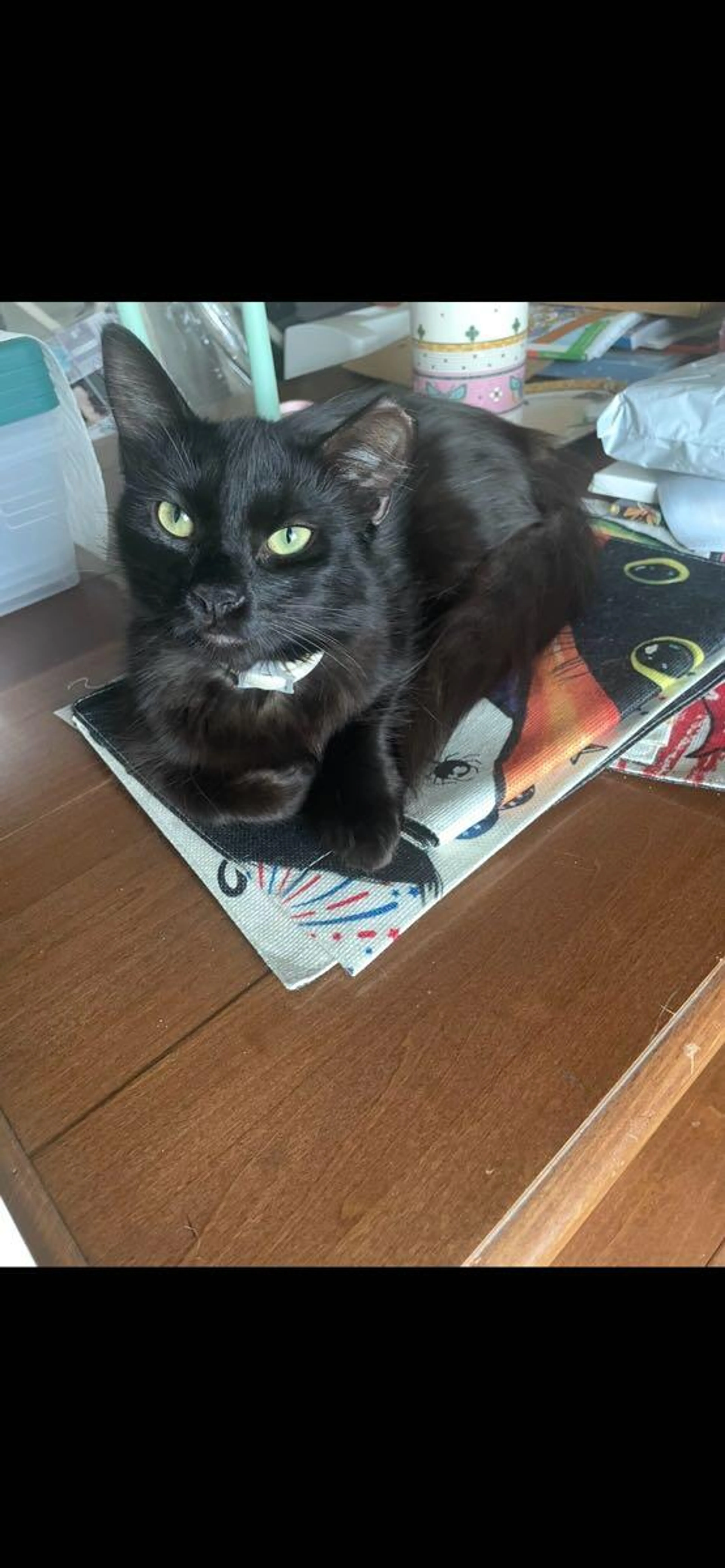 Lost pet
