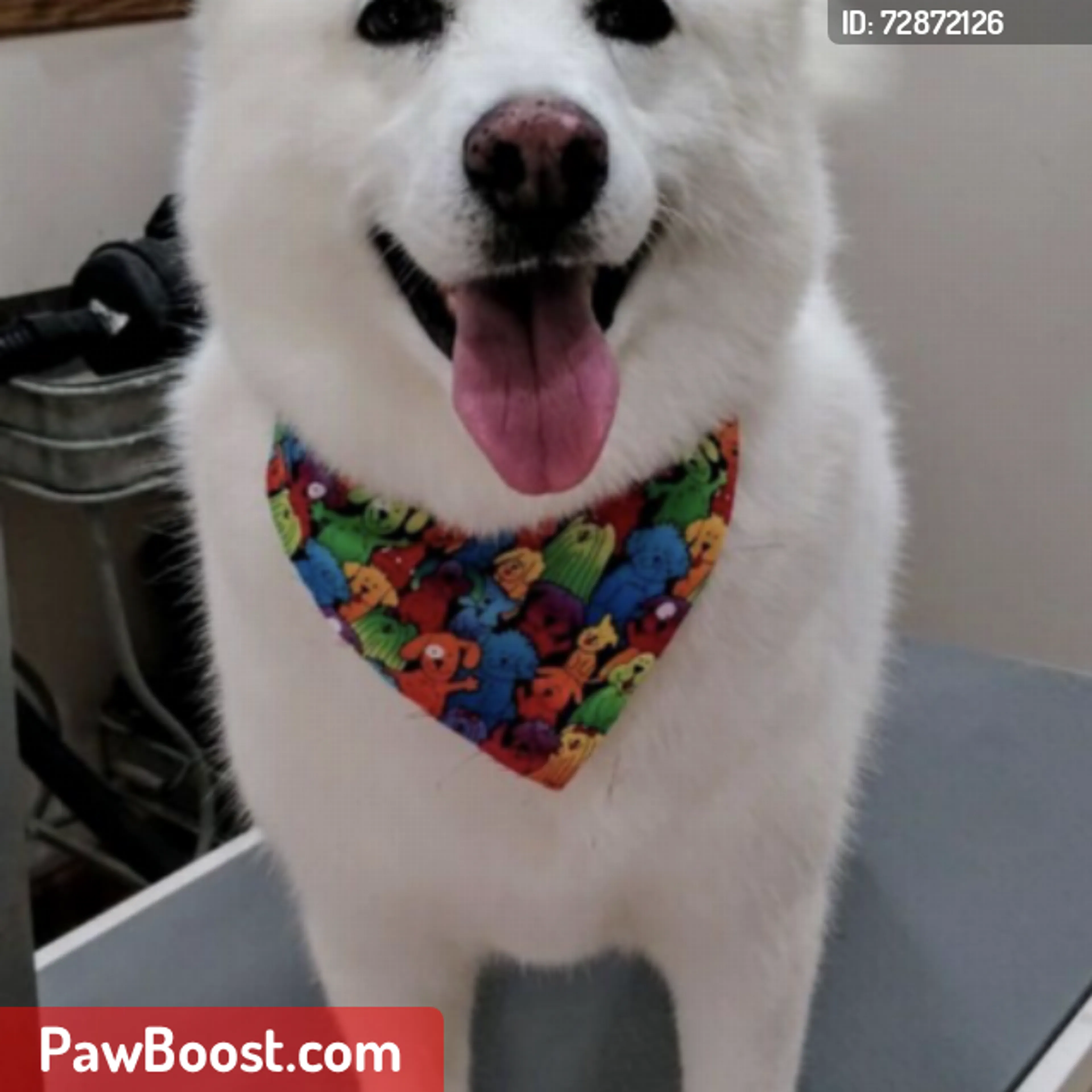 Lost pet