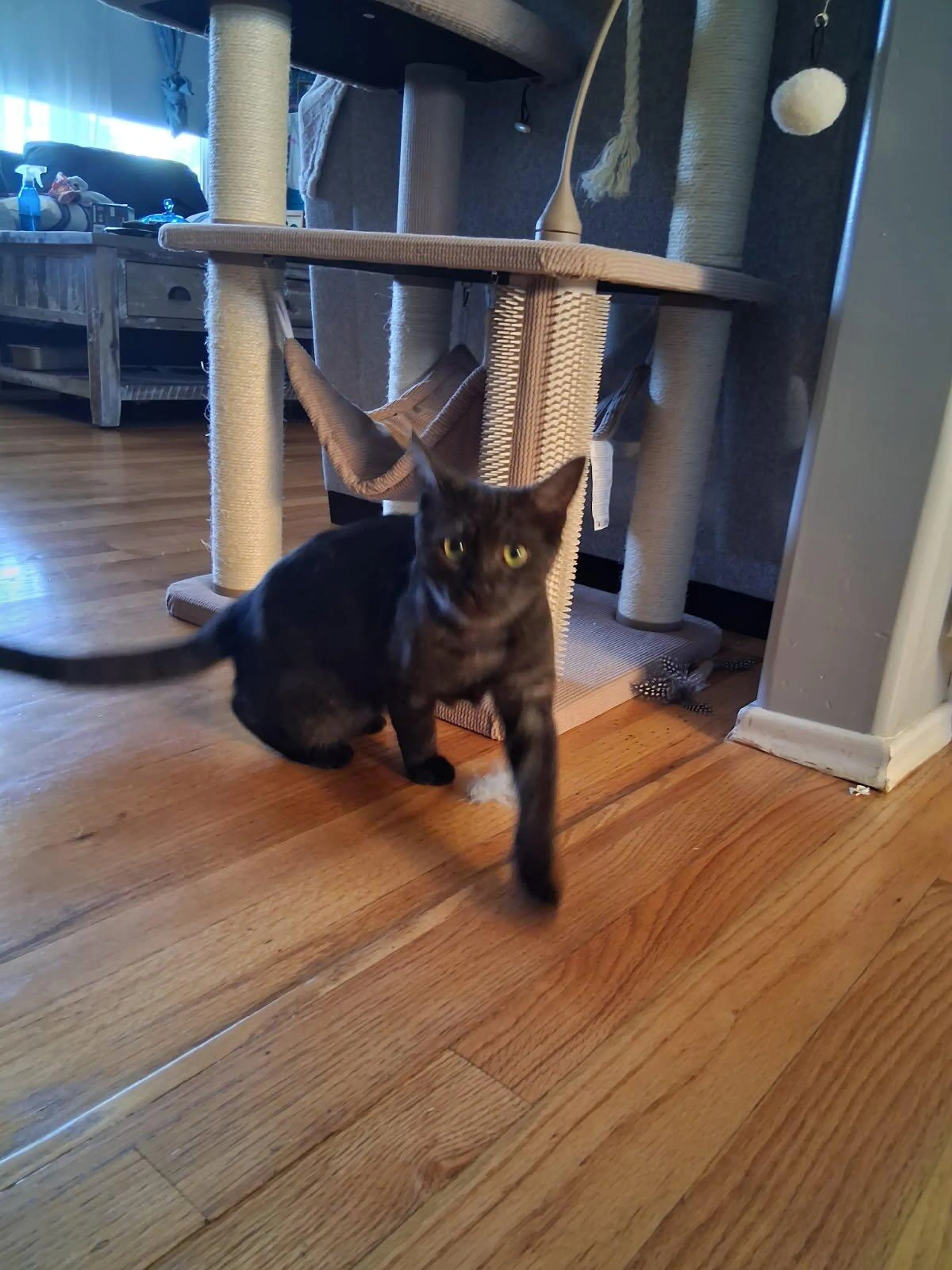 Found pet