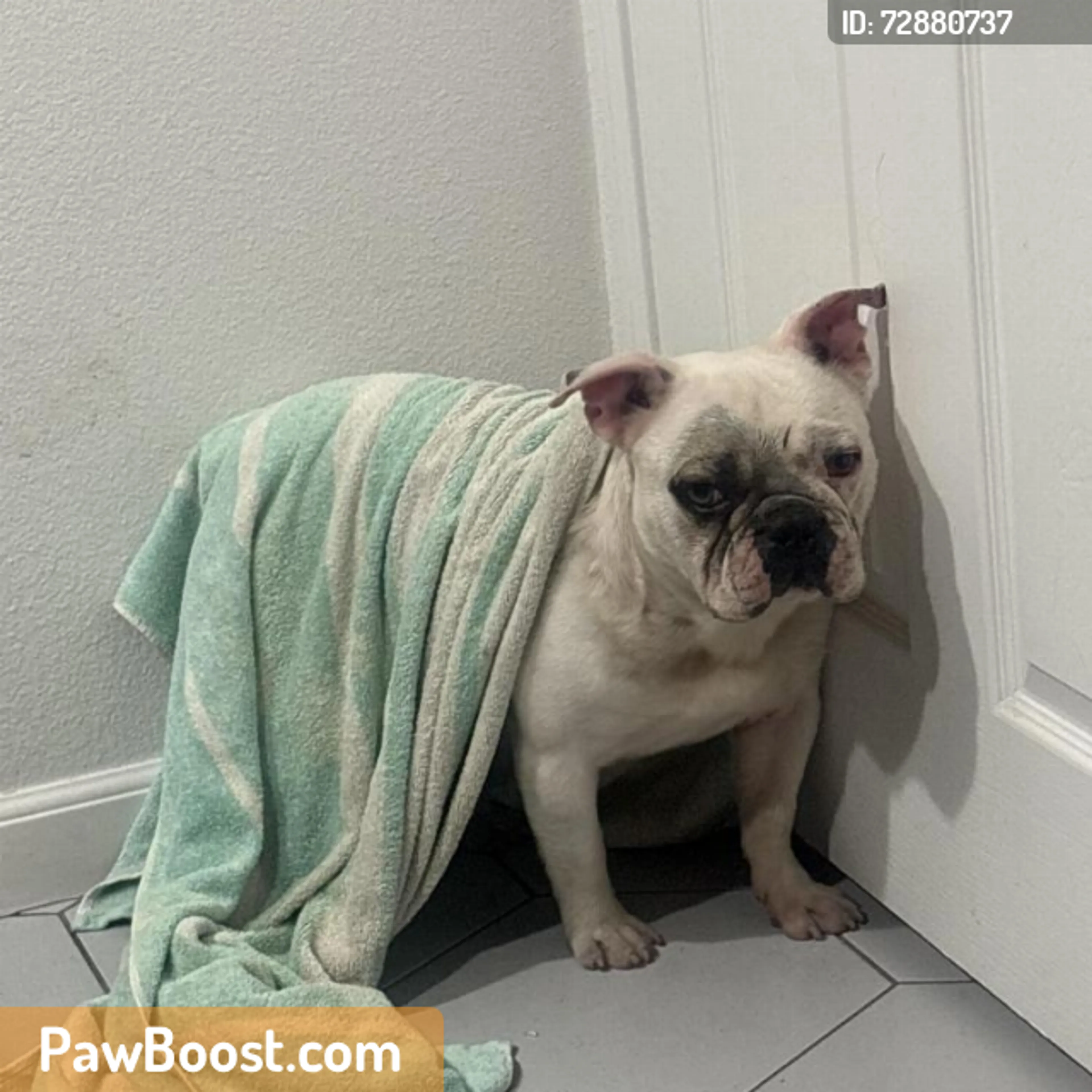 Found pet
