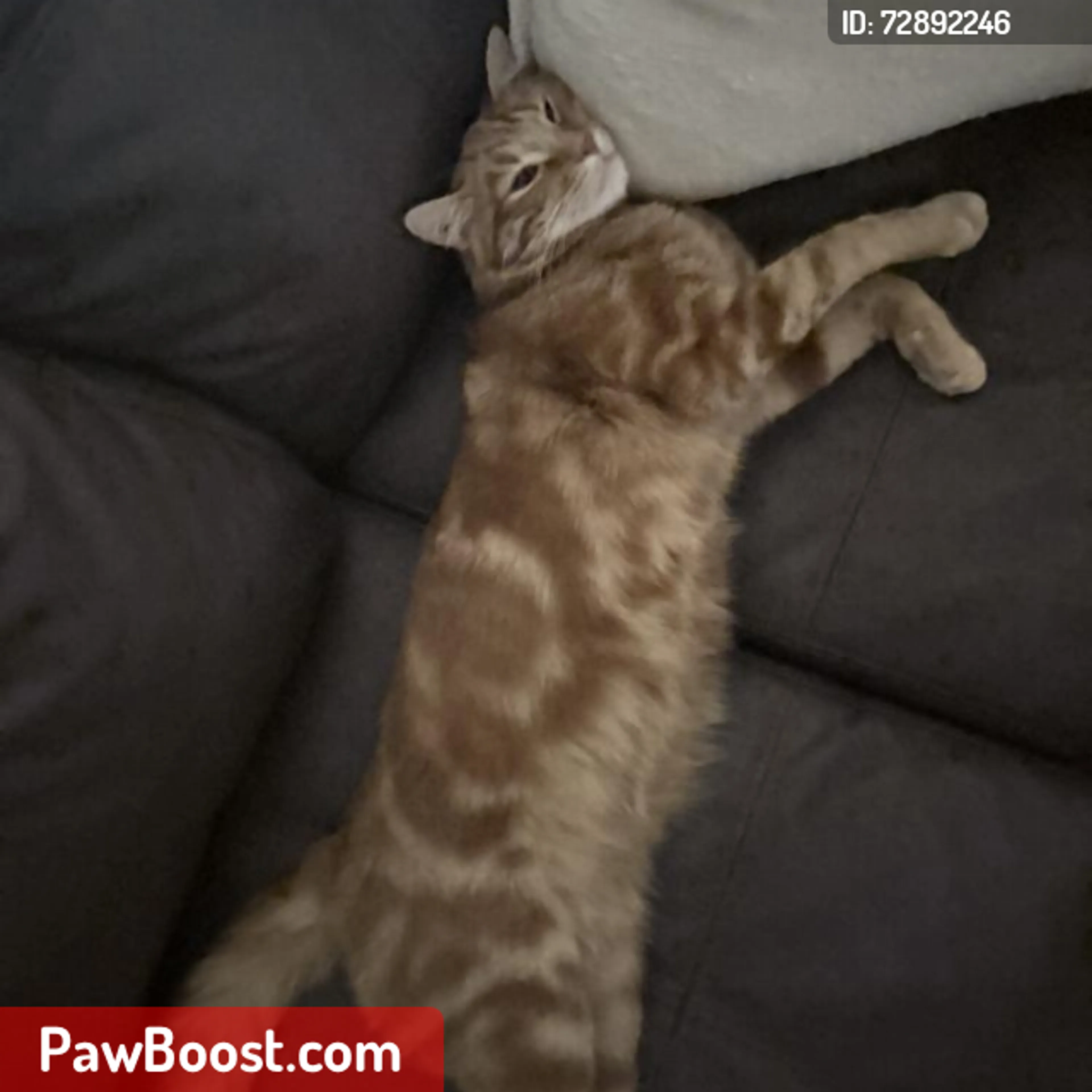 Lost pet