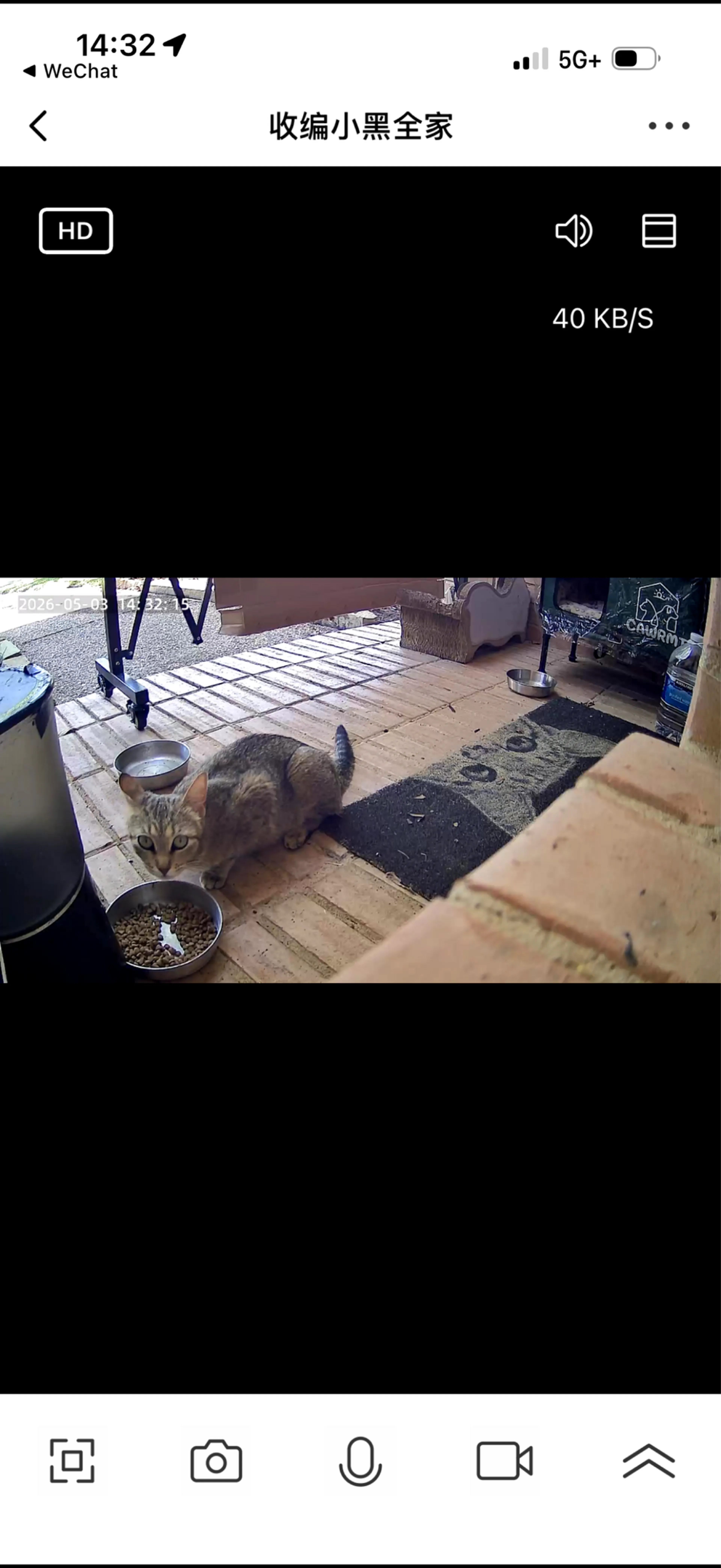 Found pet