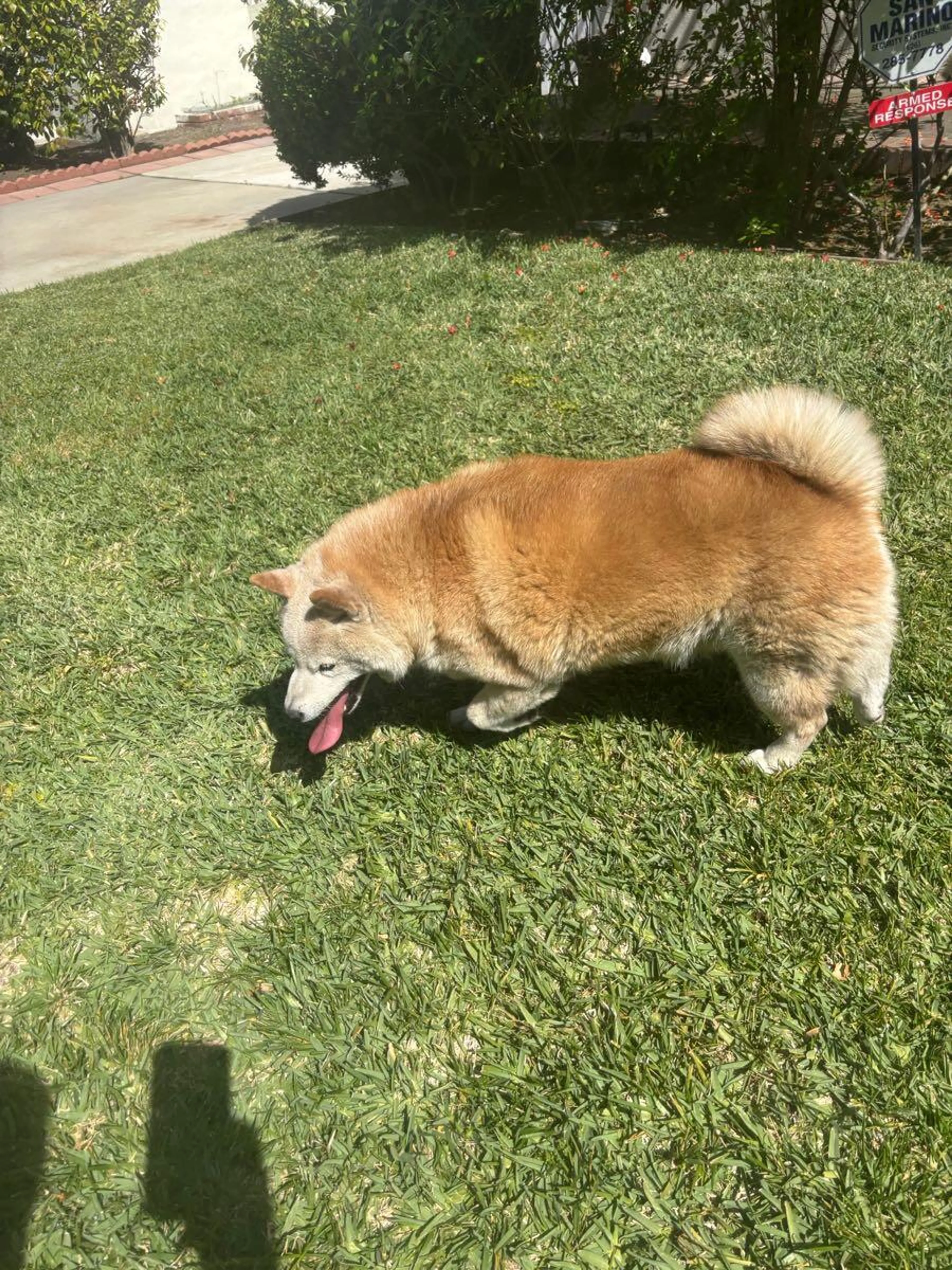 Found pet