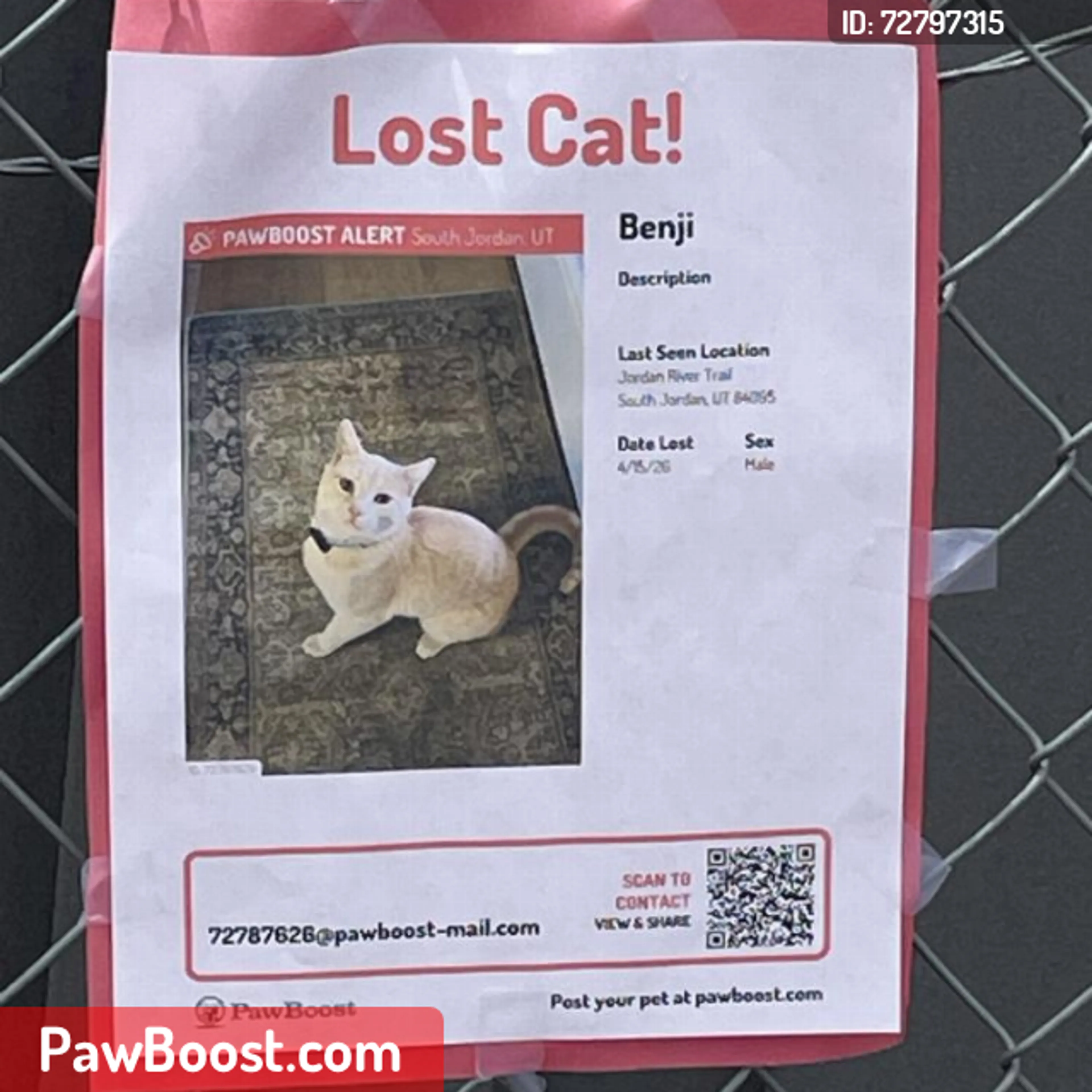Lost pet