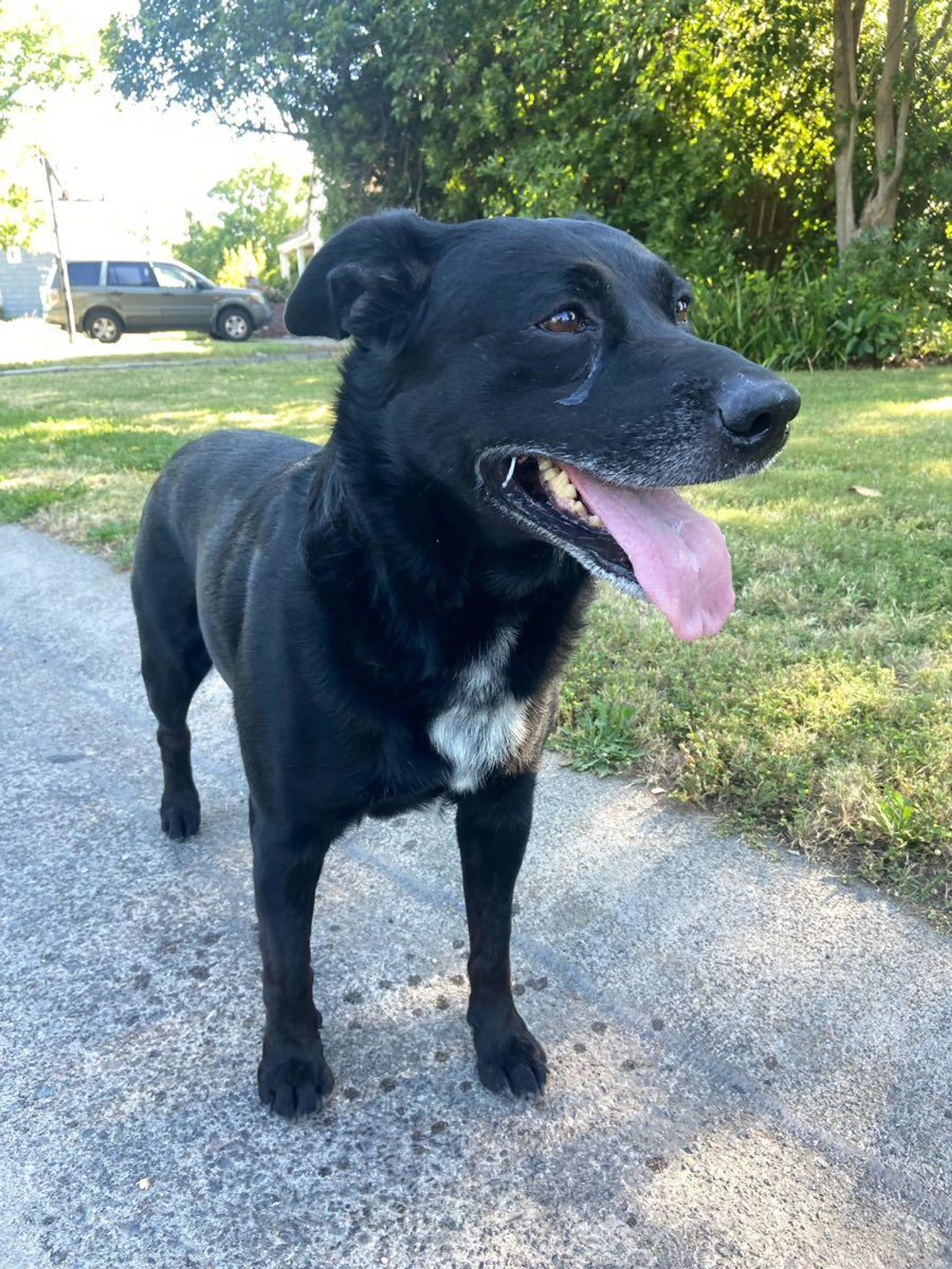 Found pet