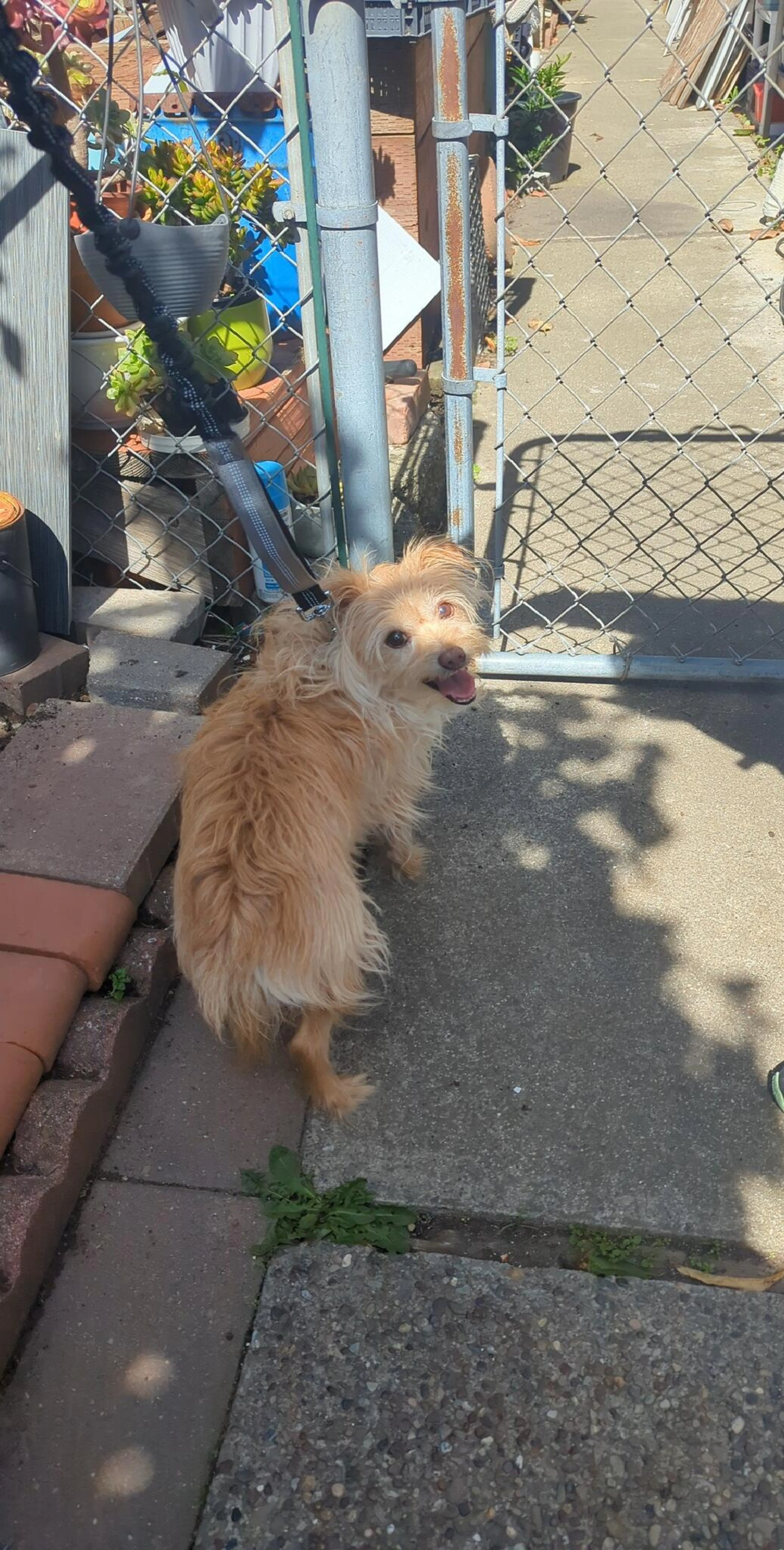 Found pet