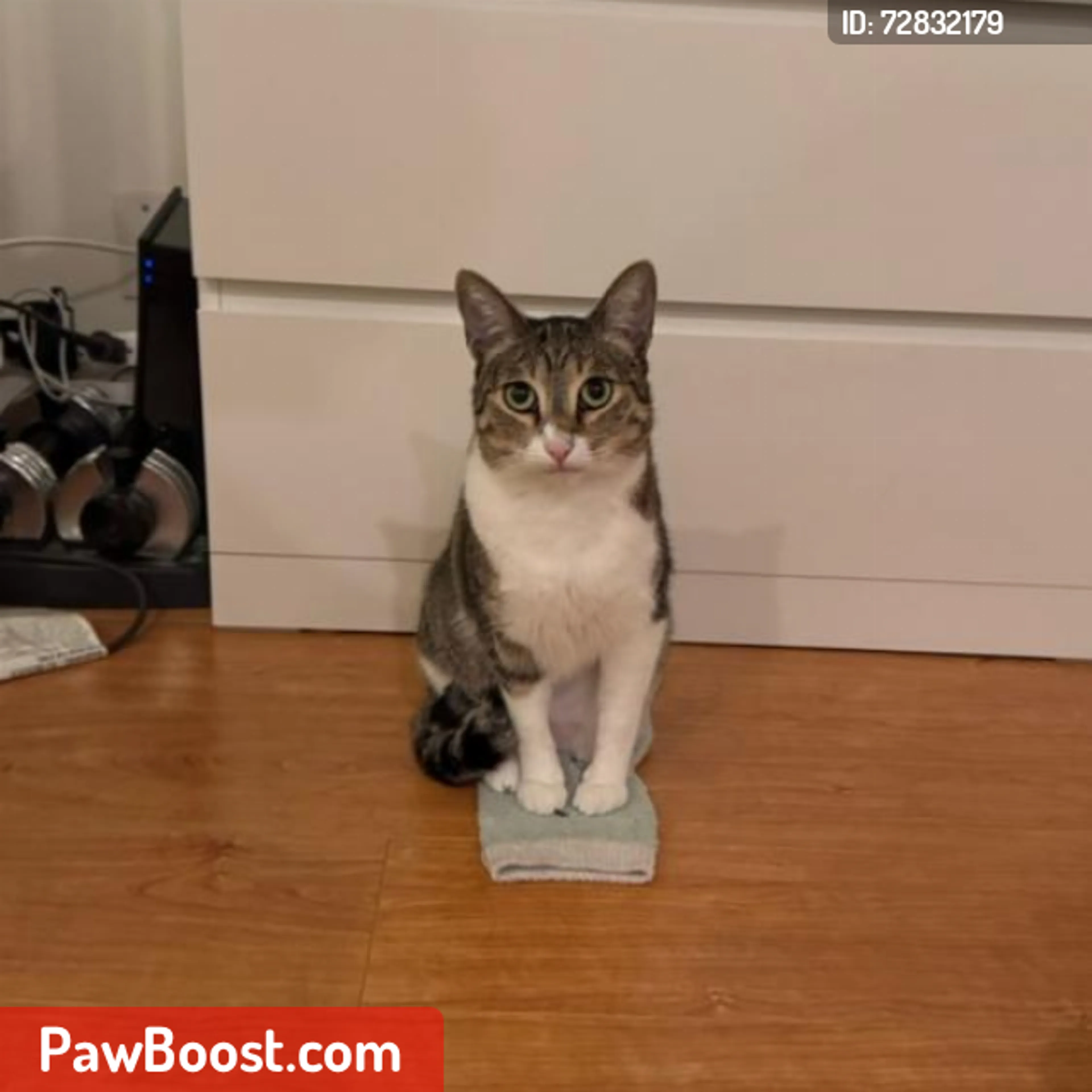 Lost pet