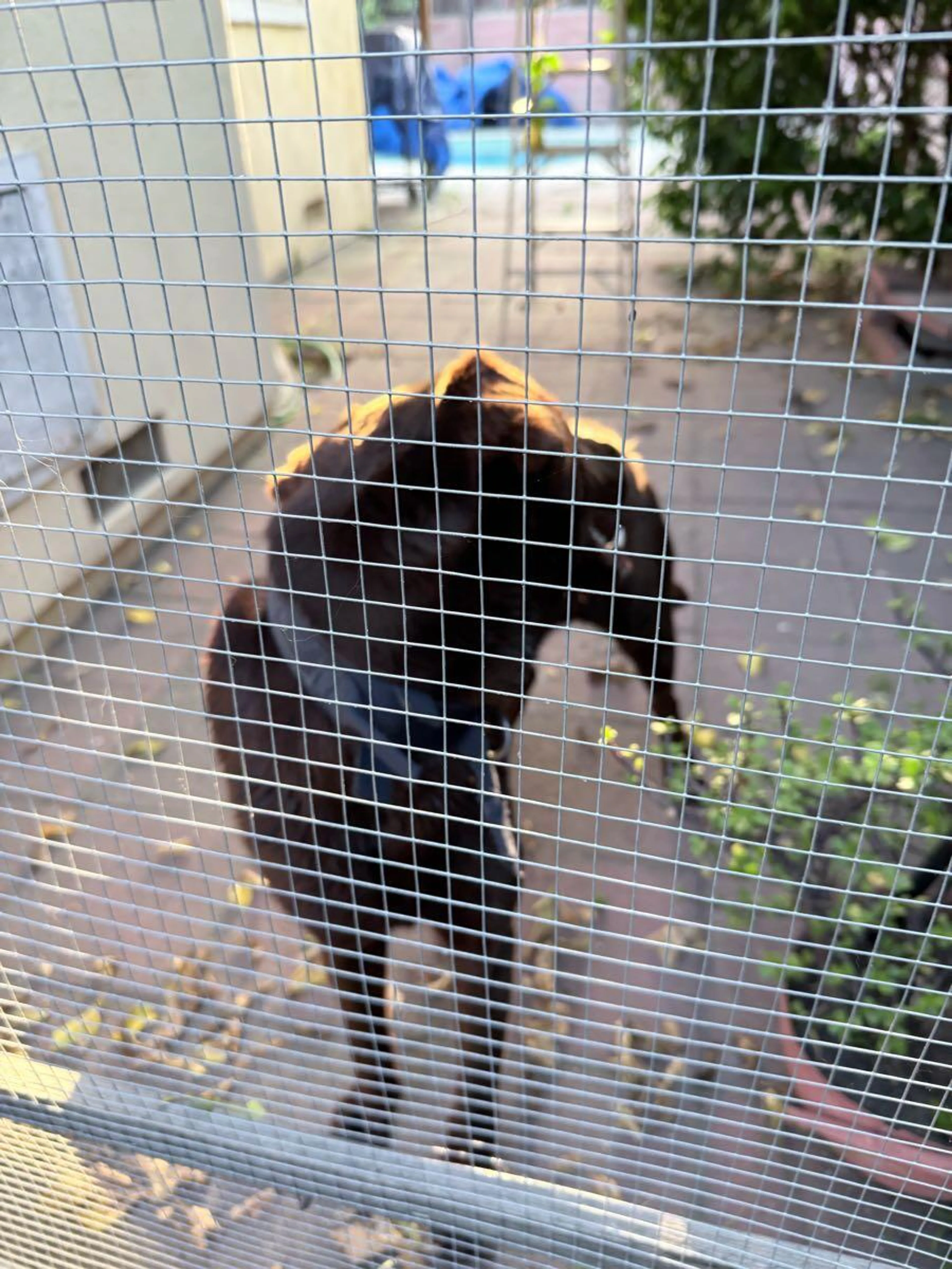 Found pet