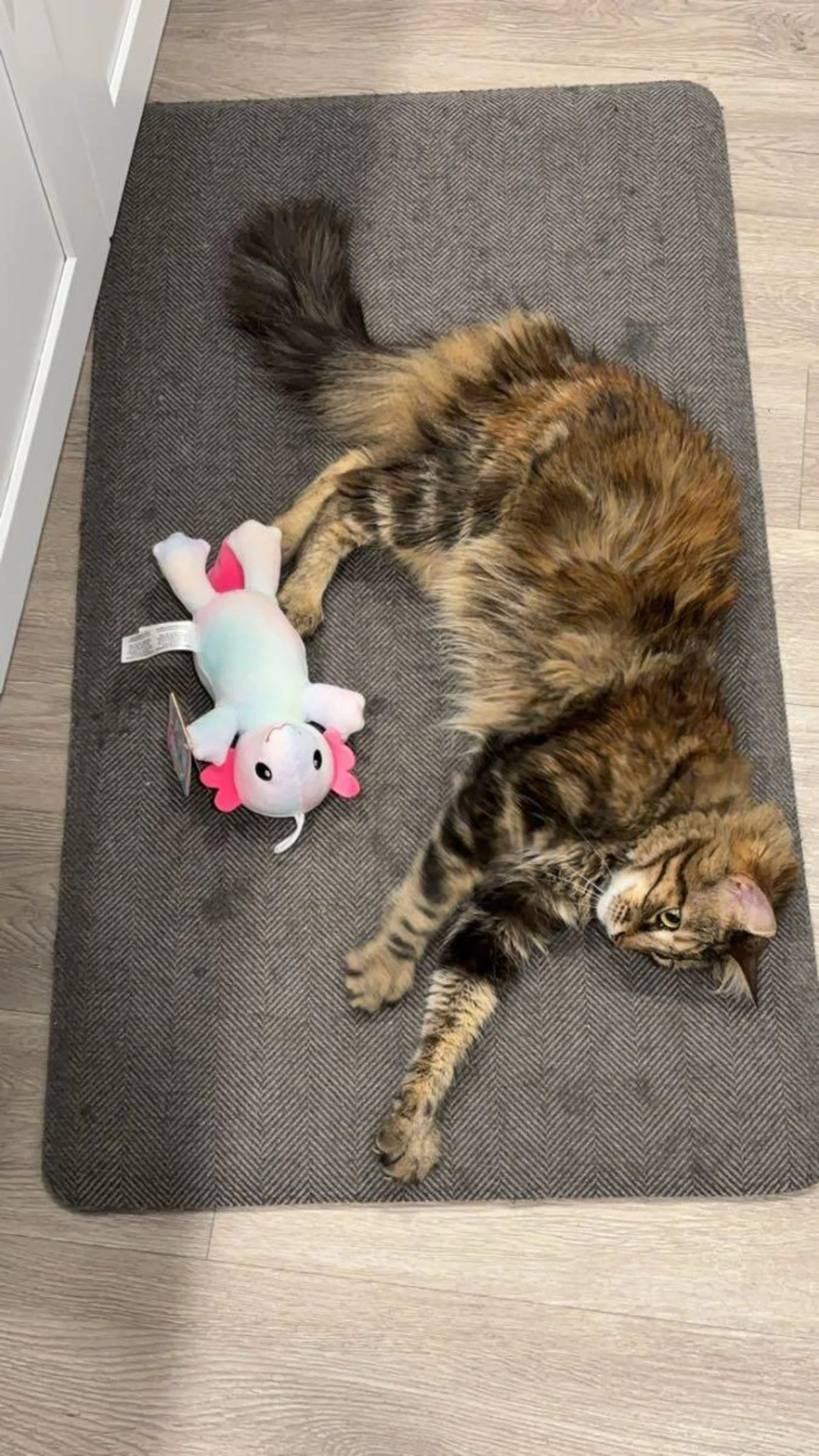 Lost pet