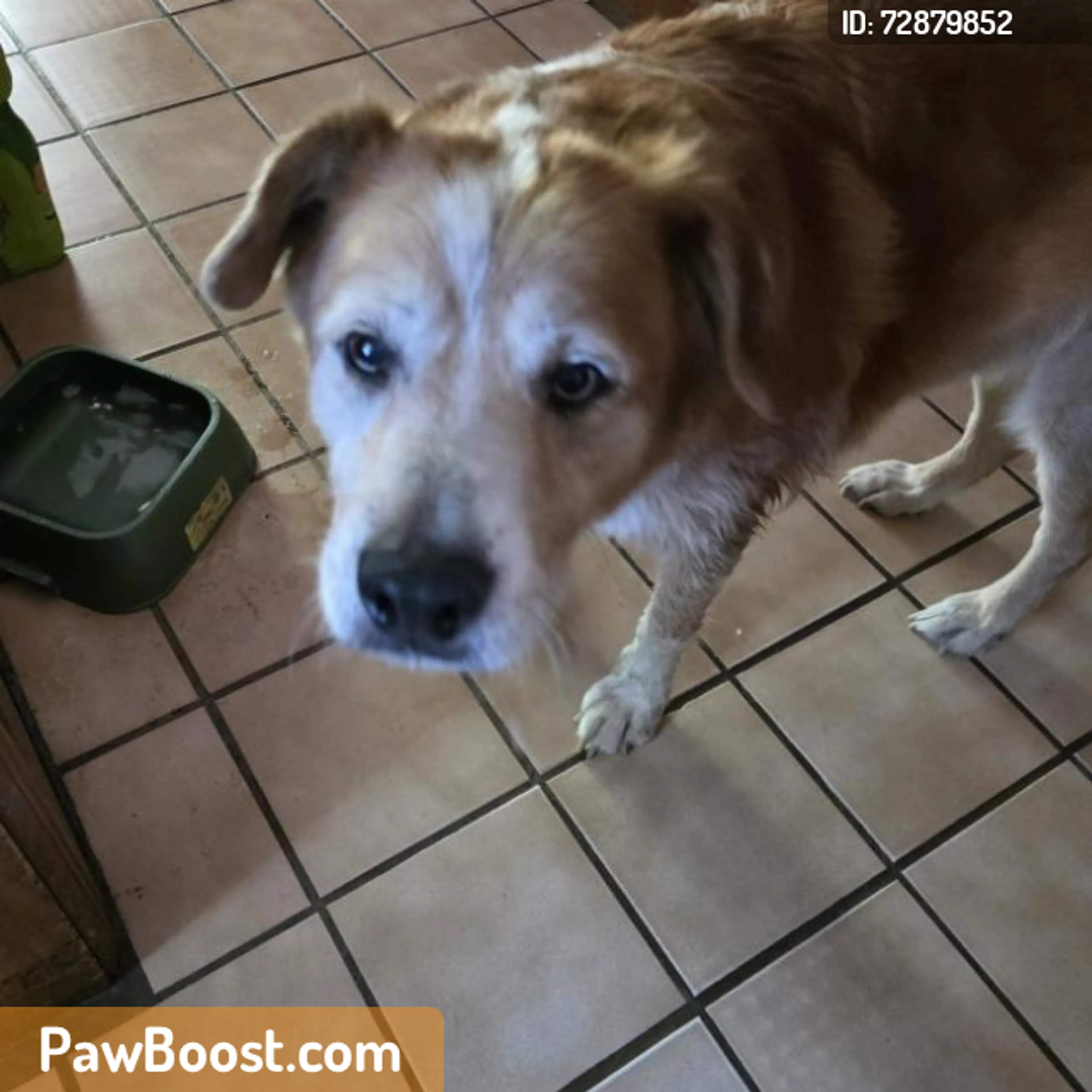 Found pet