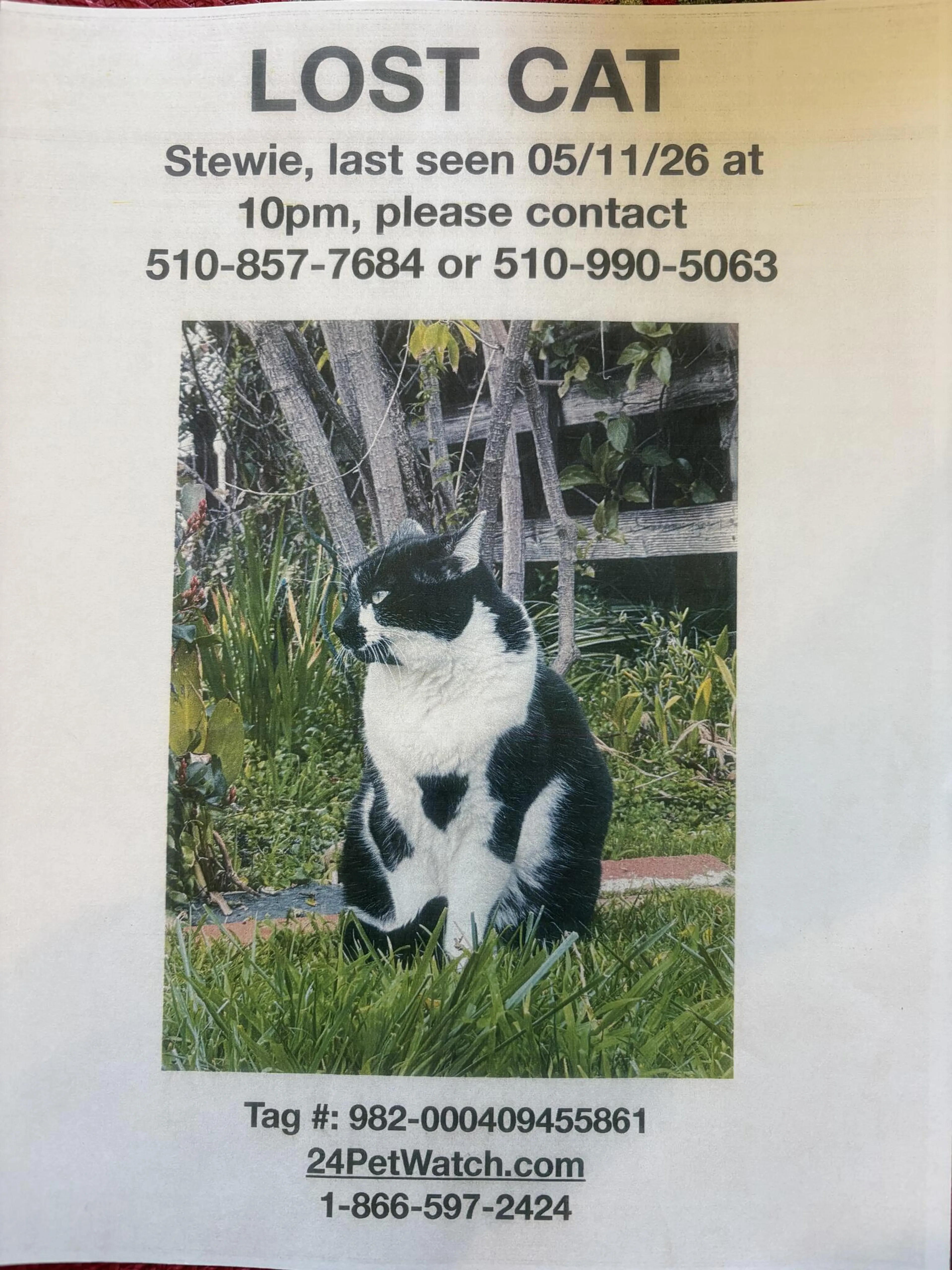 Lost pet