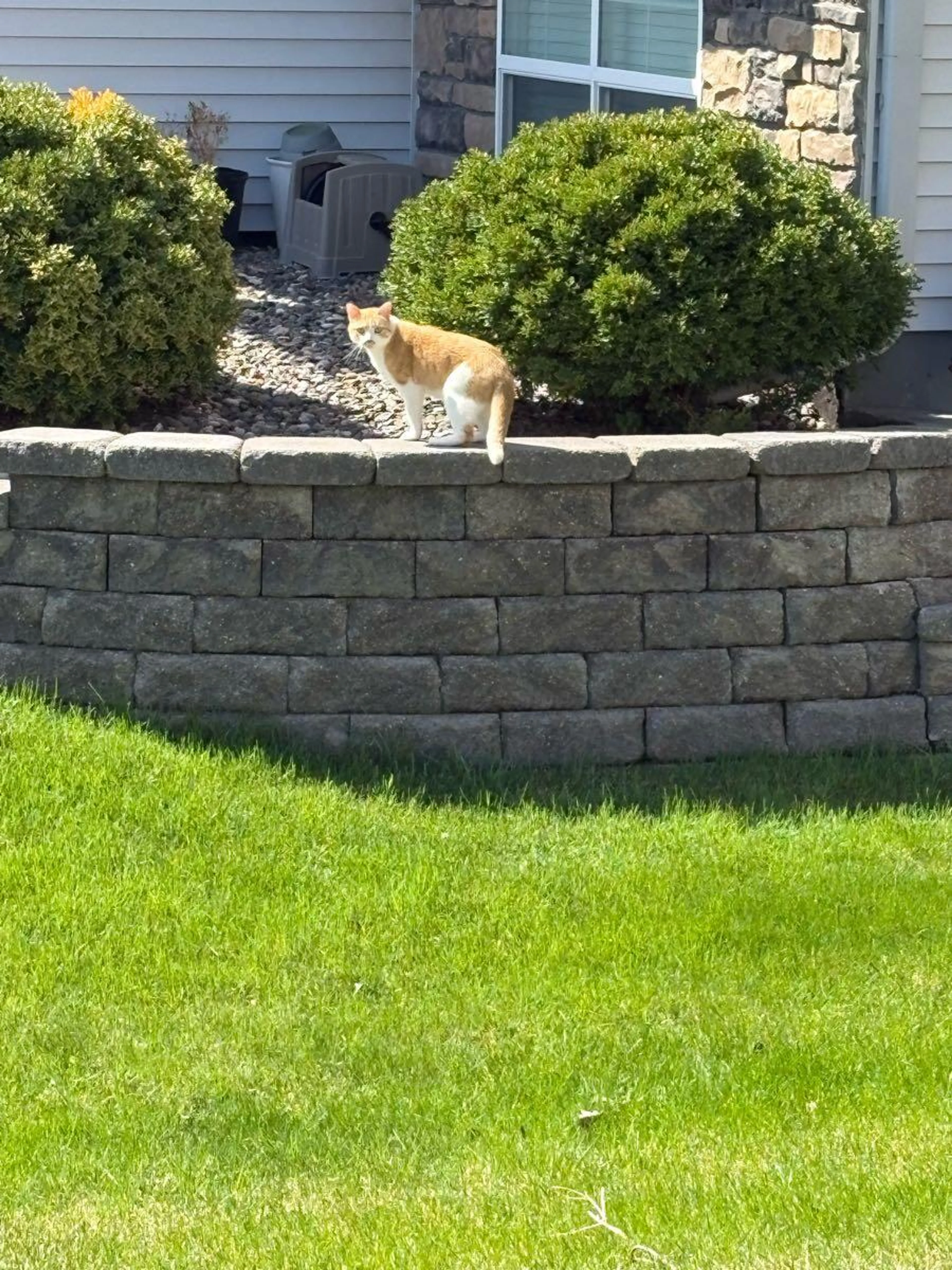 Found pet