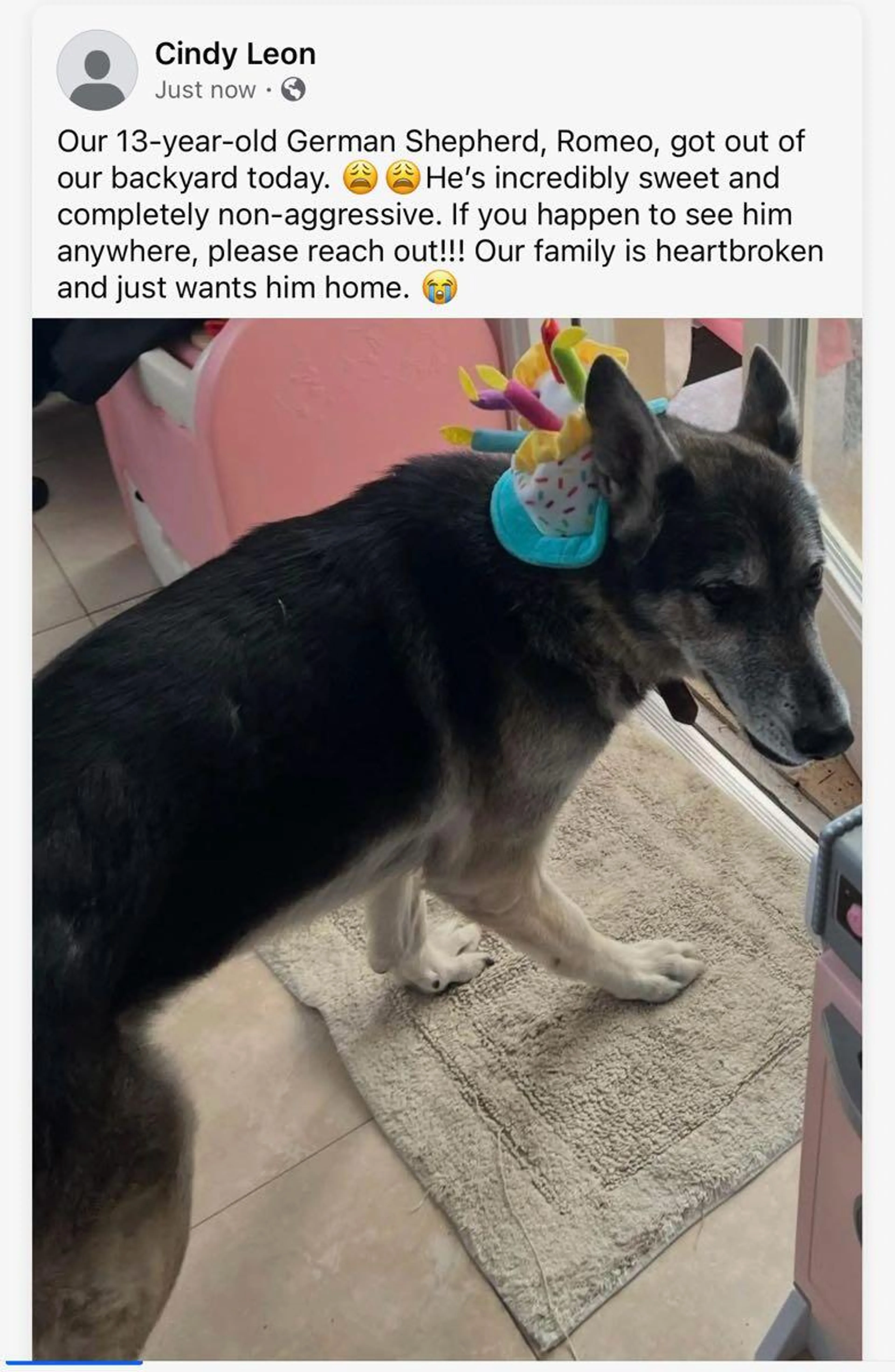 Lost pet