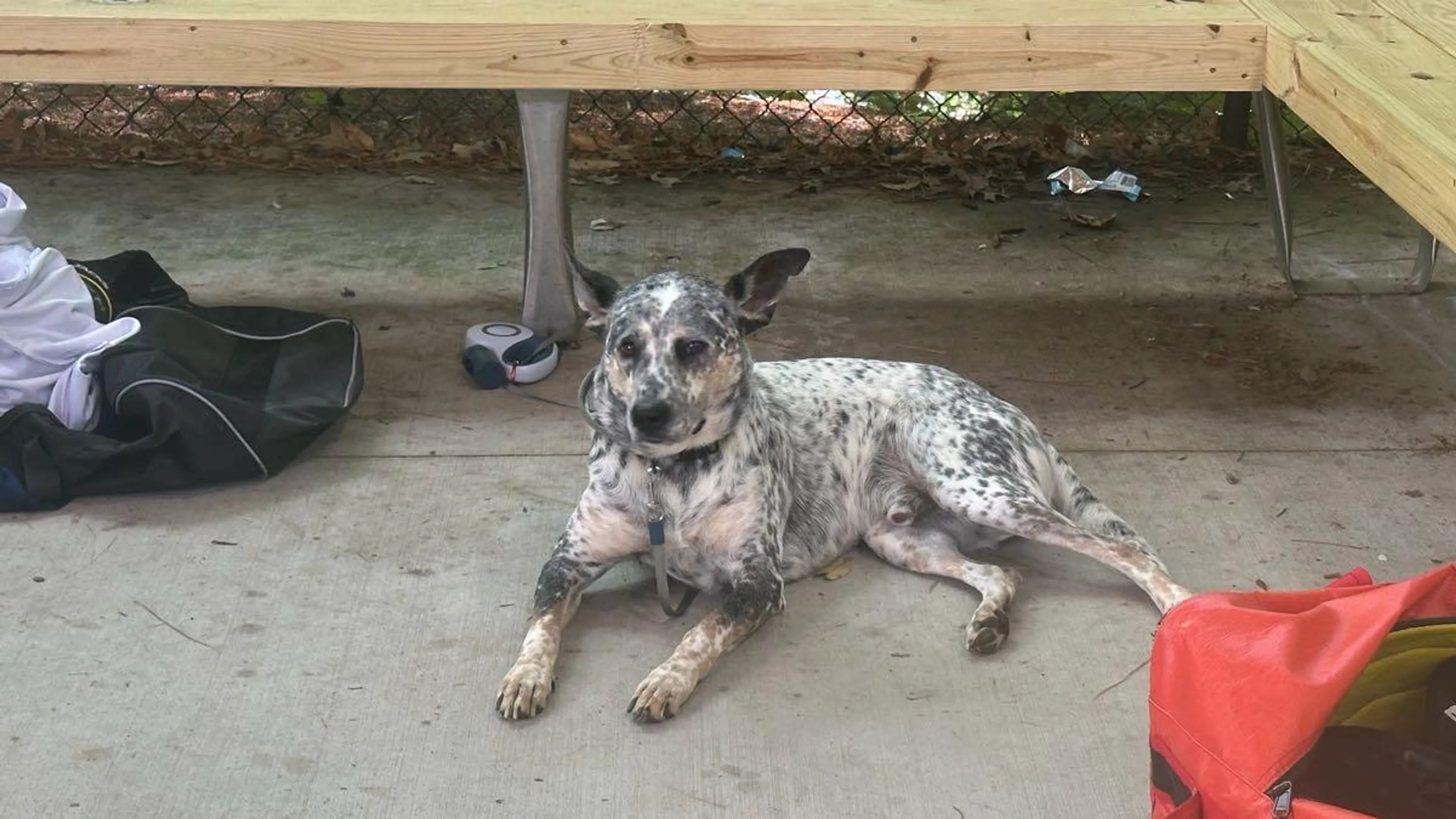 Lost pet