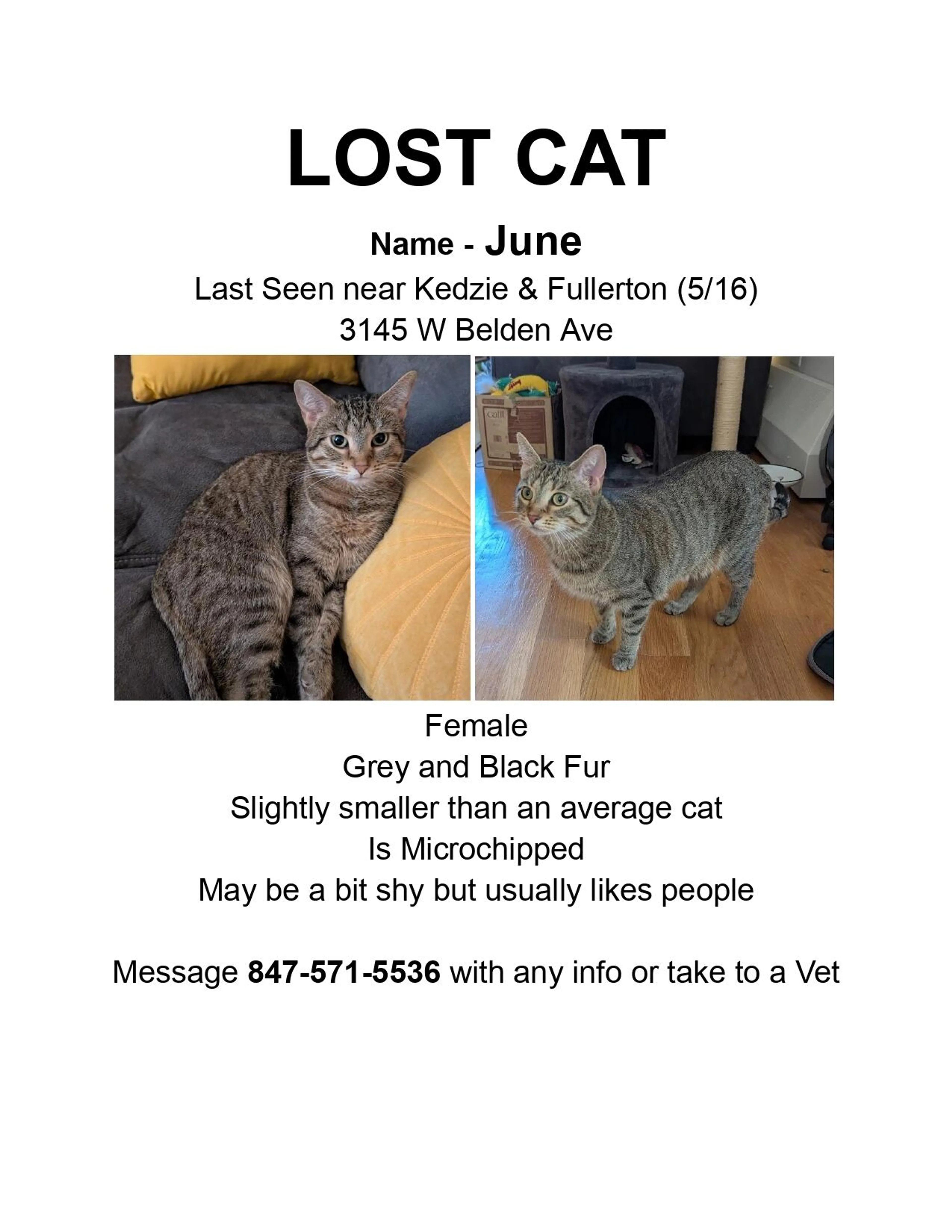 Lost pet
