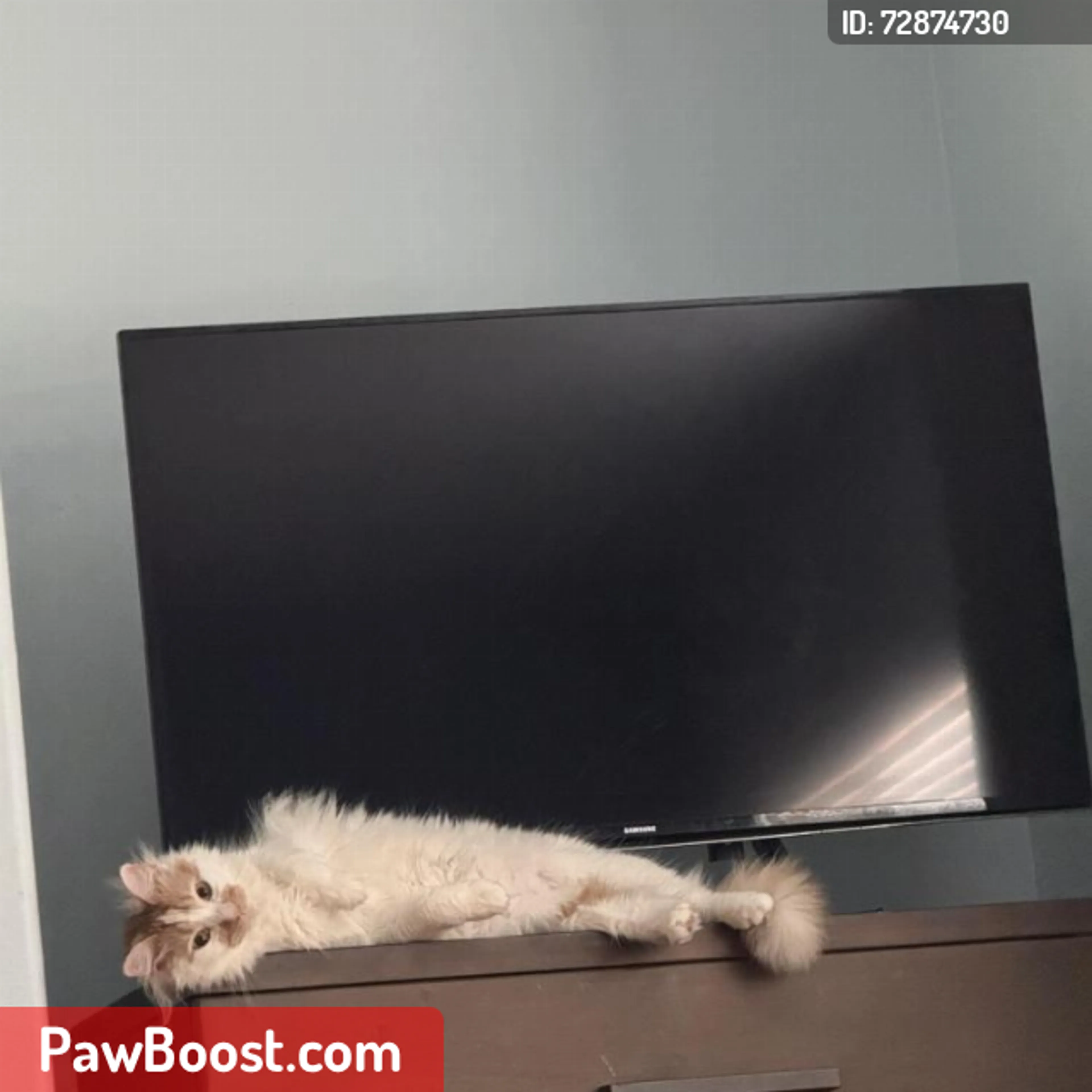 Lost pet