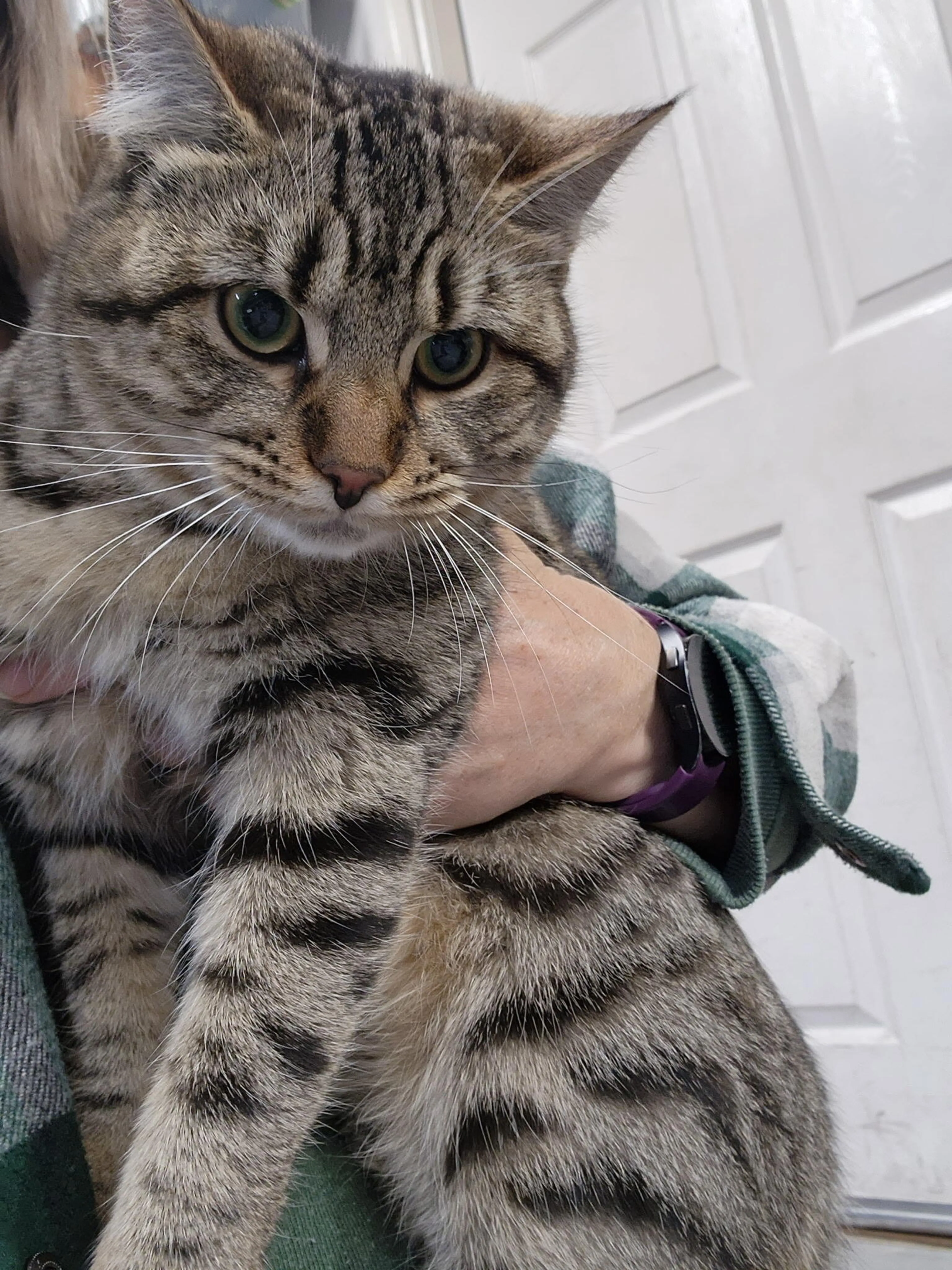 Lost pet