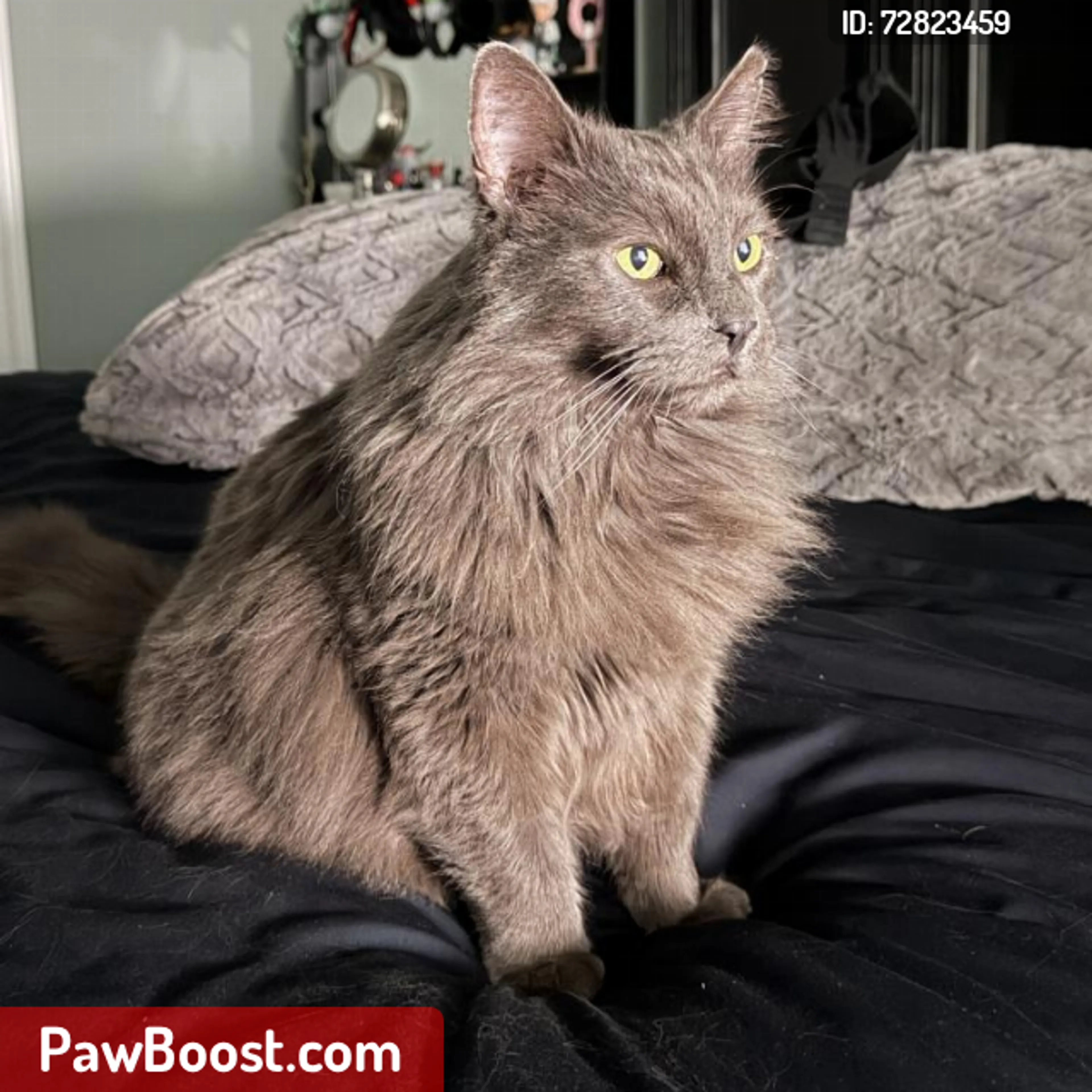 Lost pet