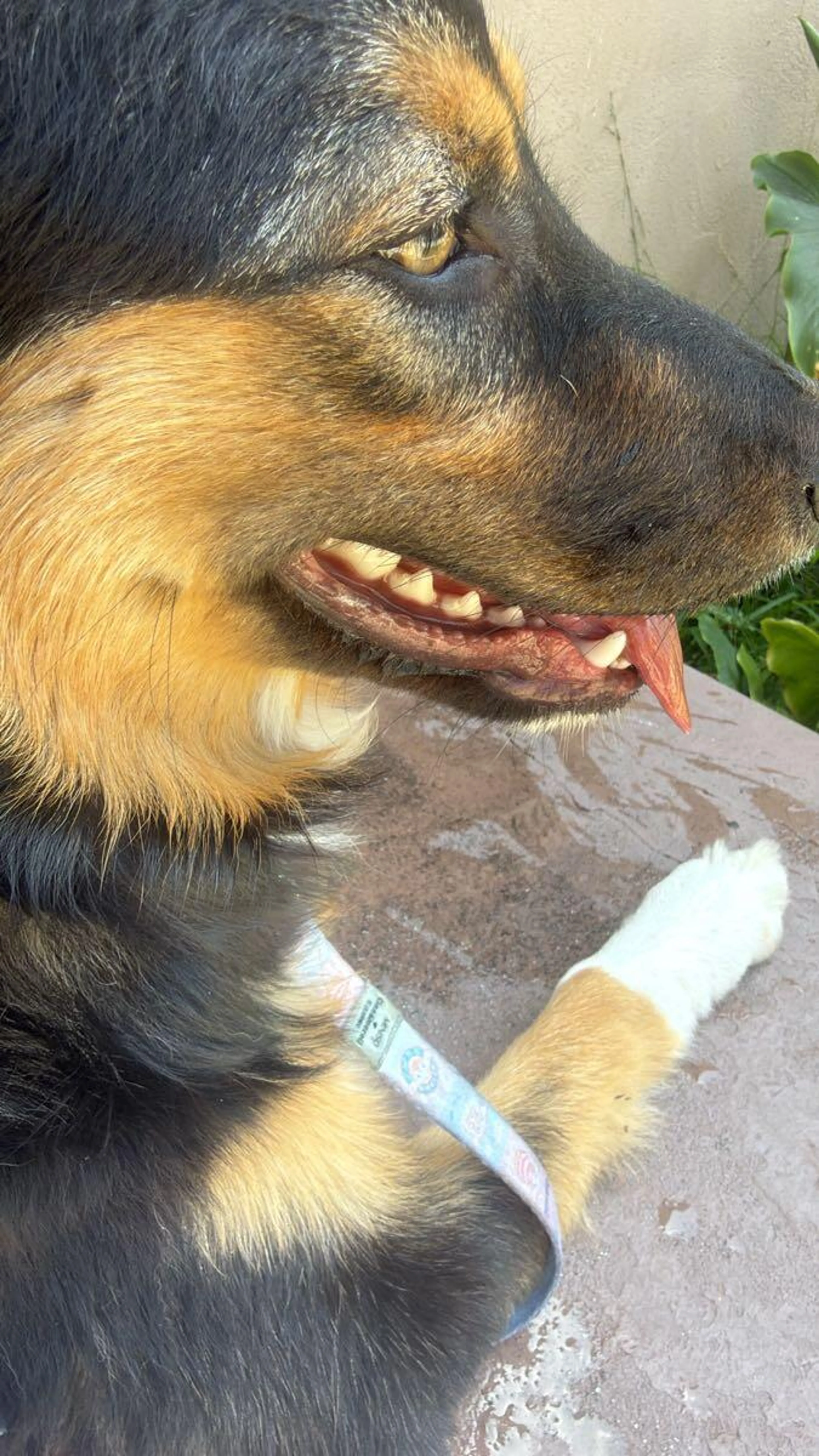 Found pet