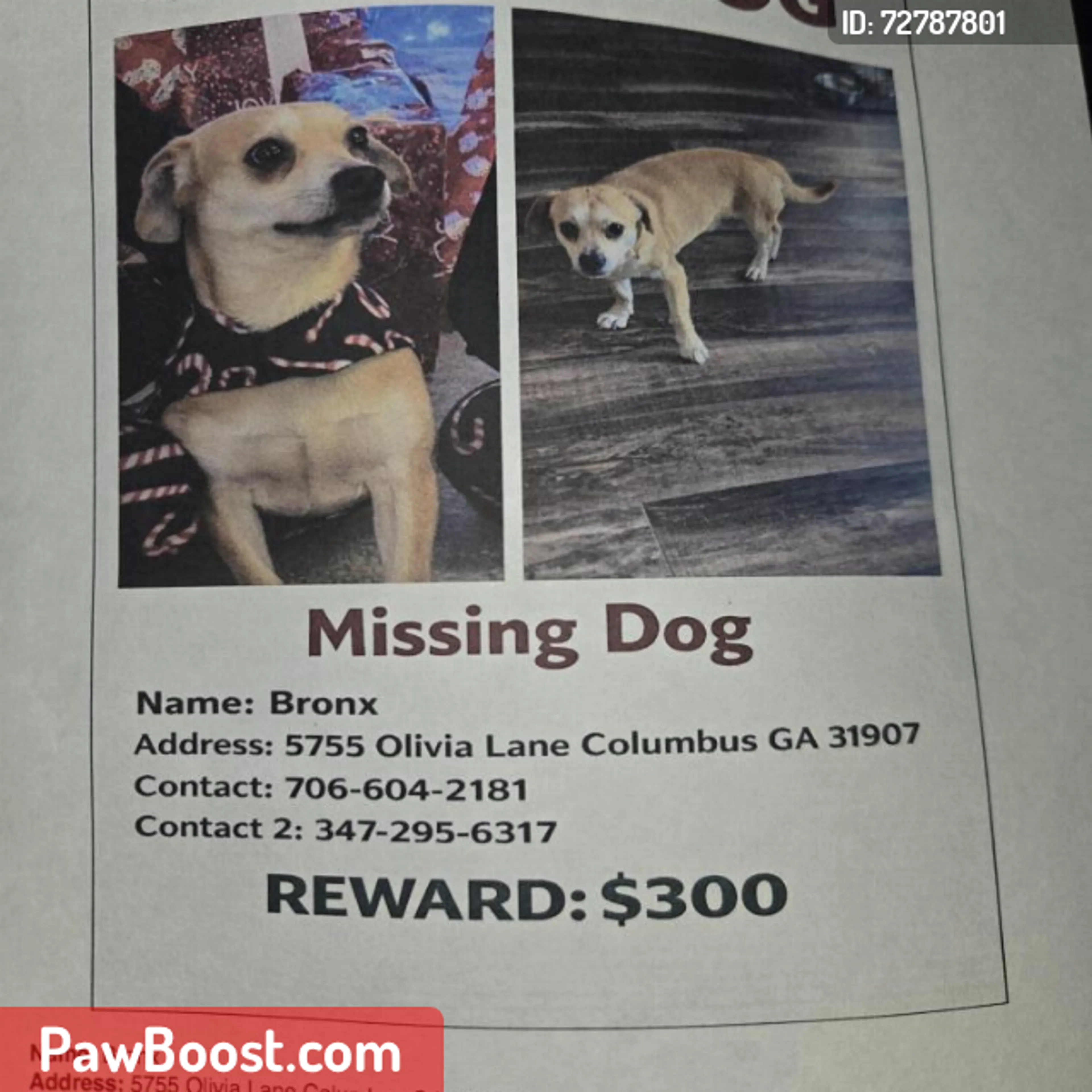 Lost pet