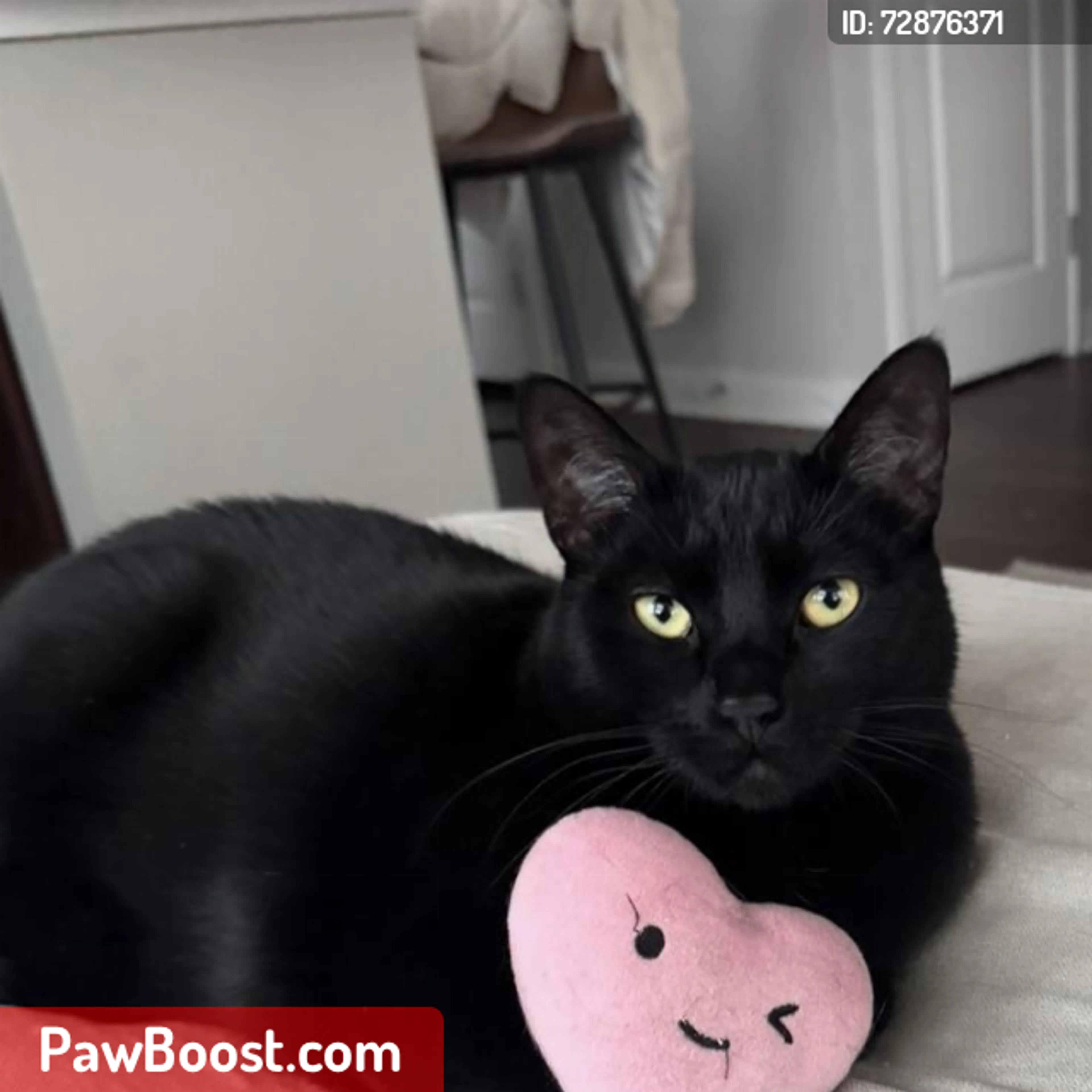 Lost pet