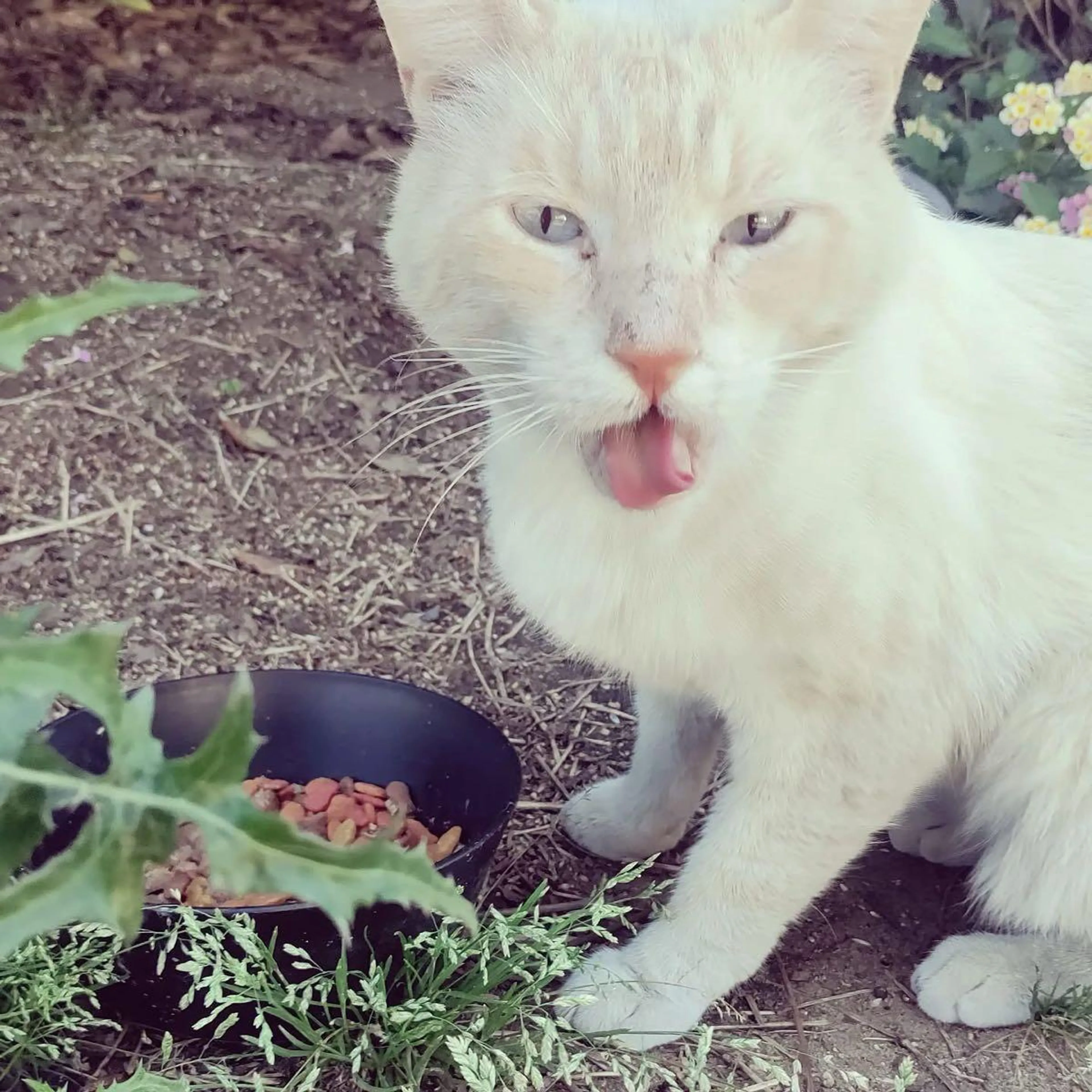 Found pet
