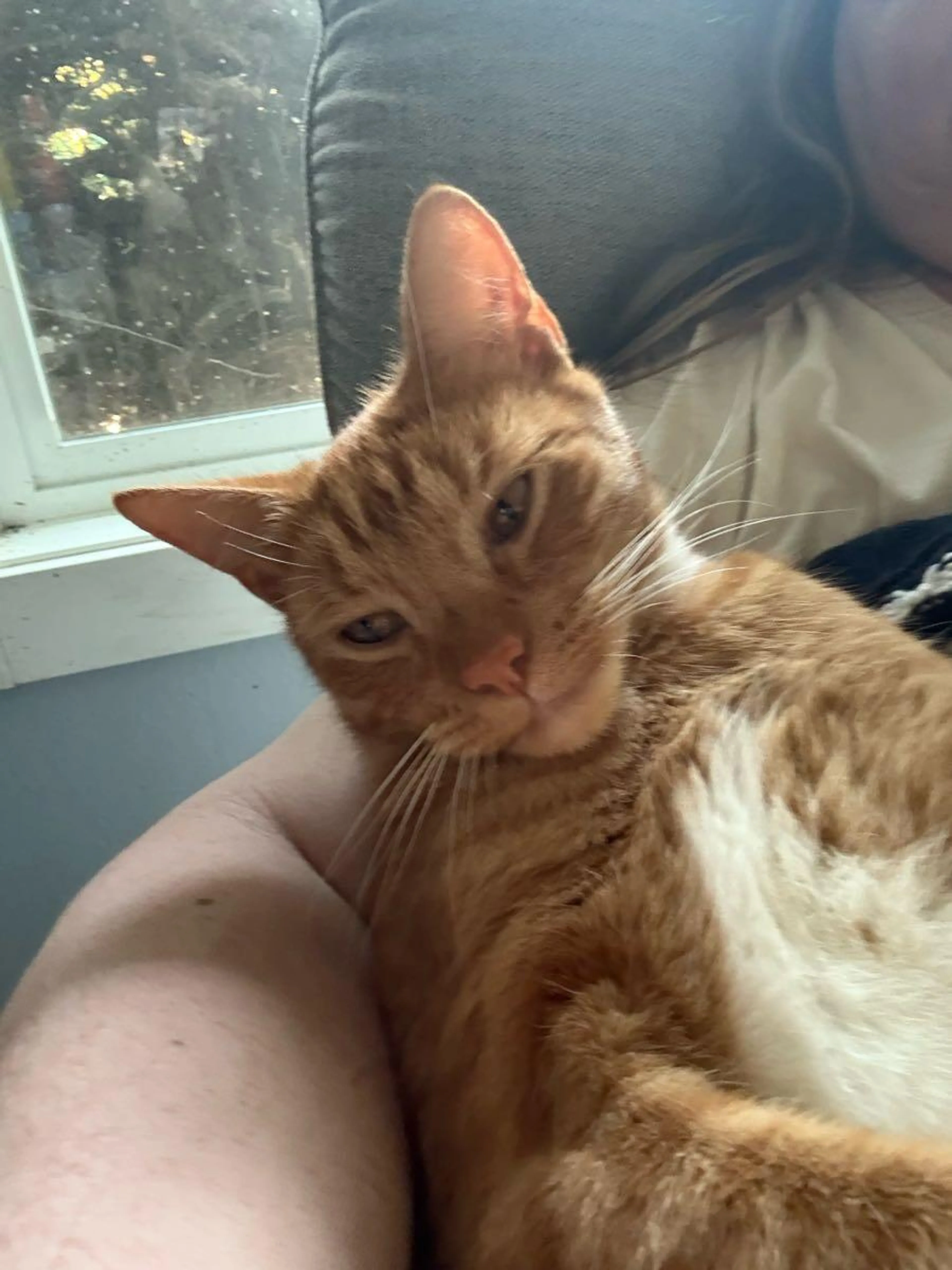 Lost pet