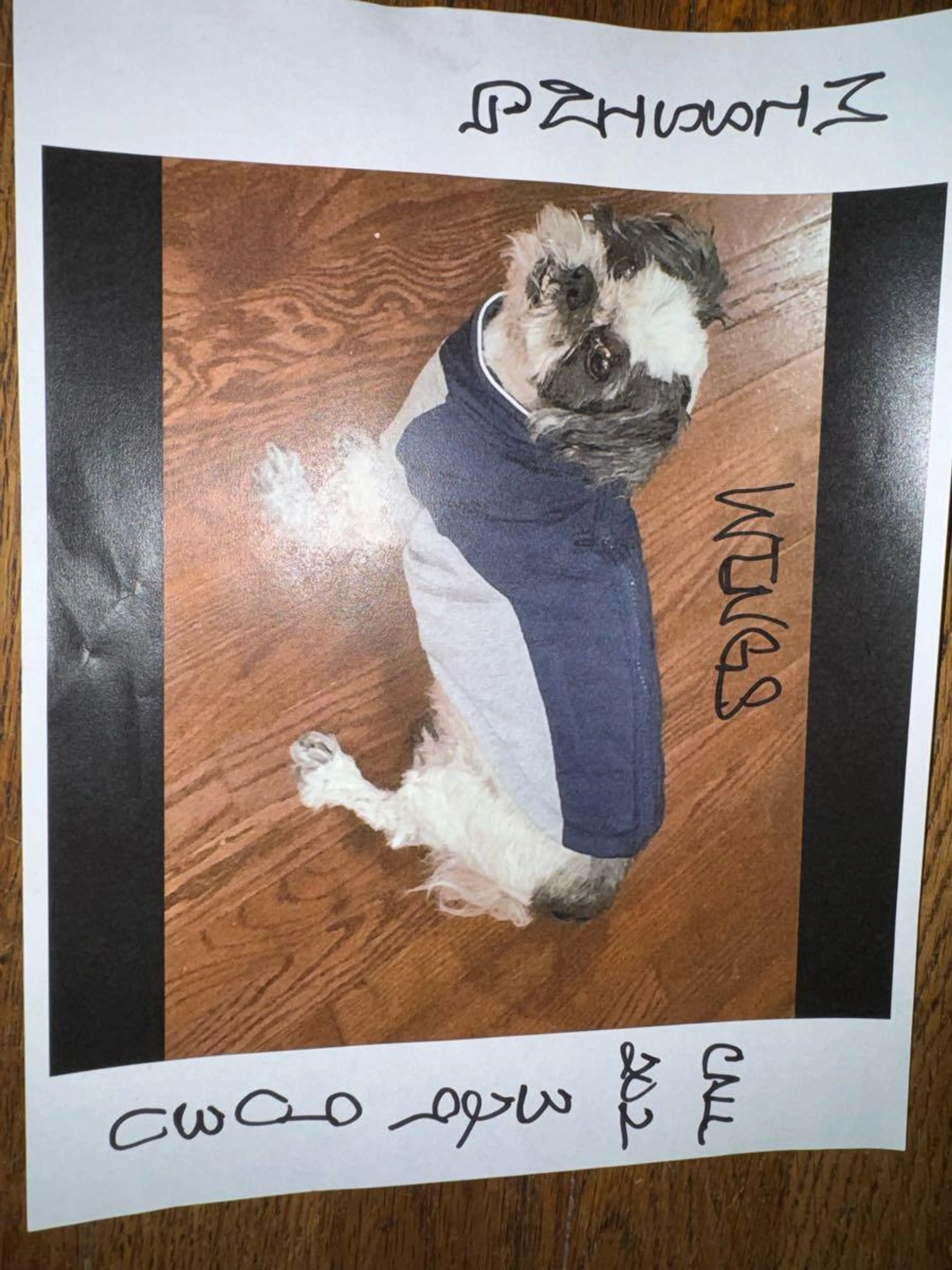 Lost pet