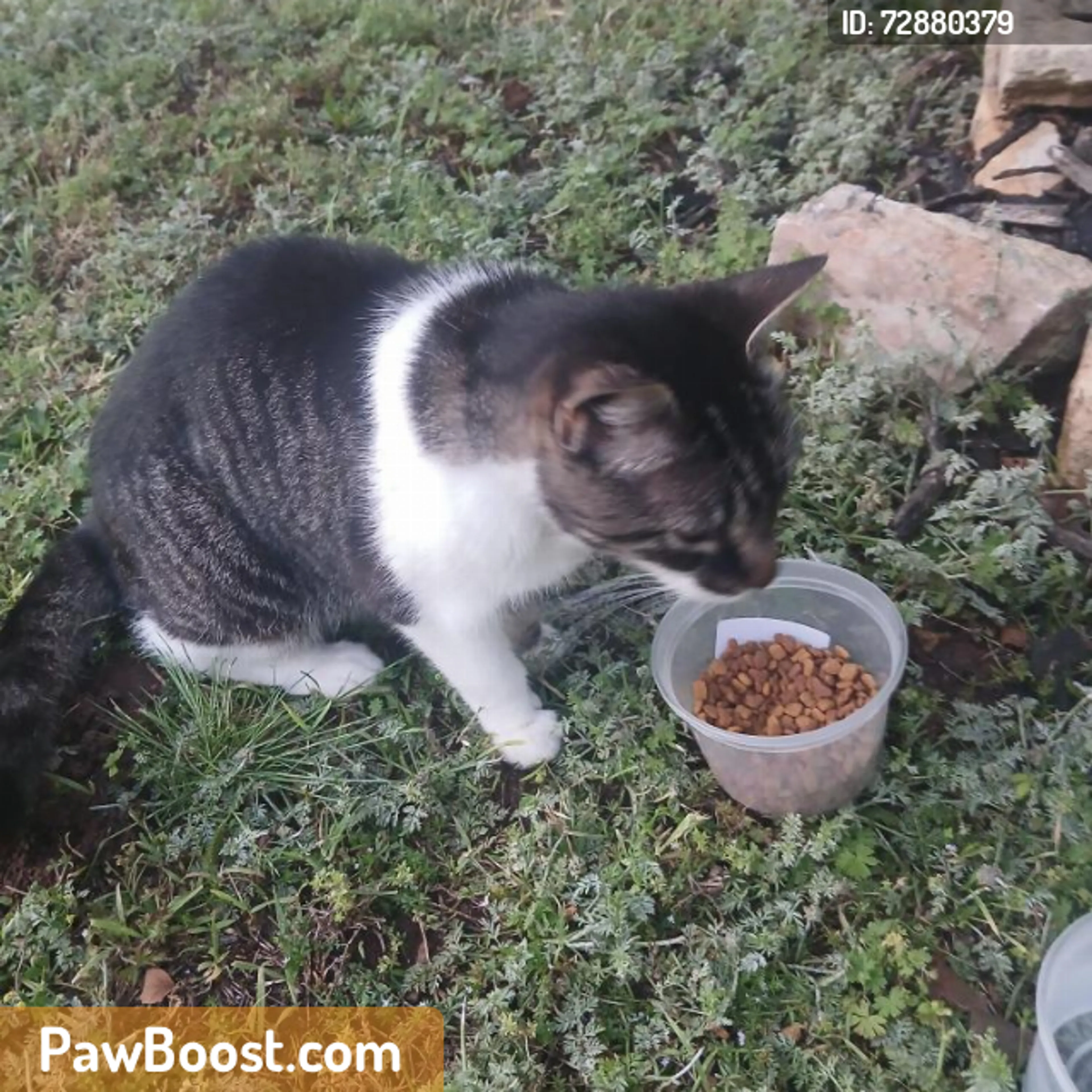 Found pet