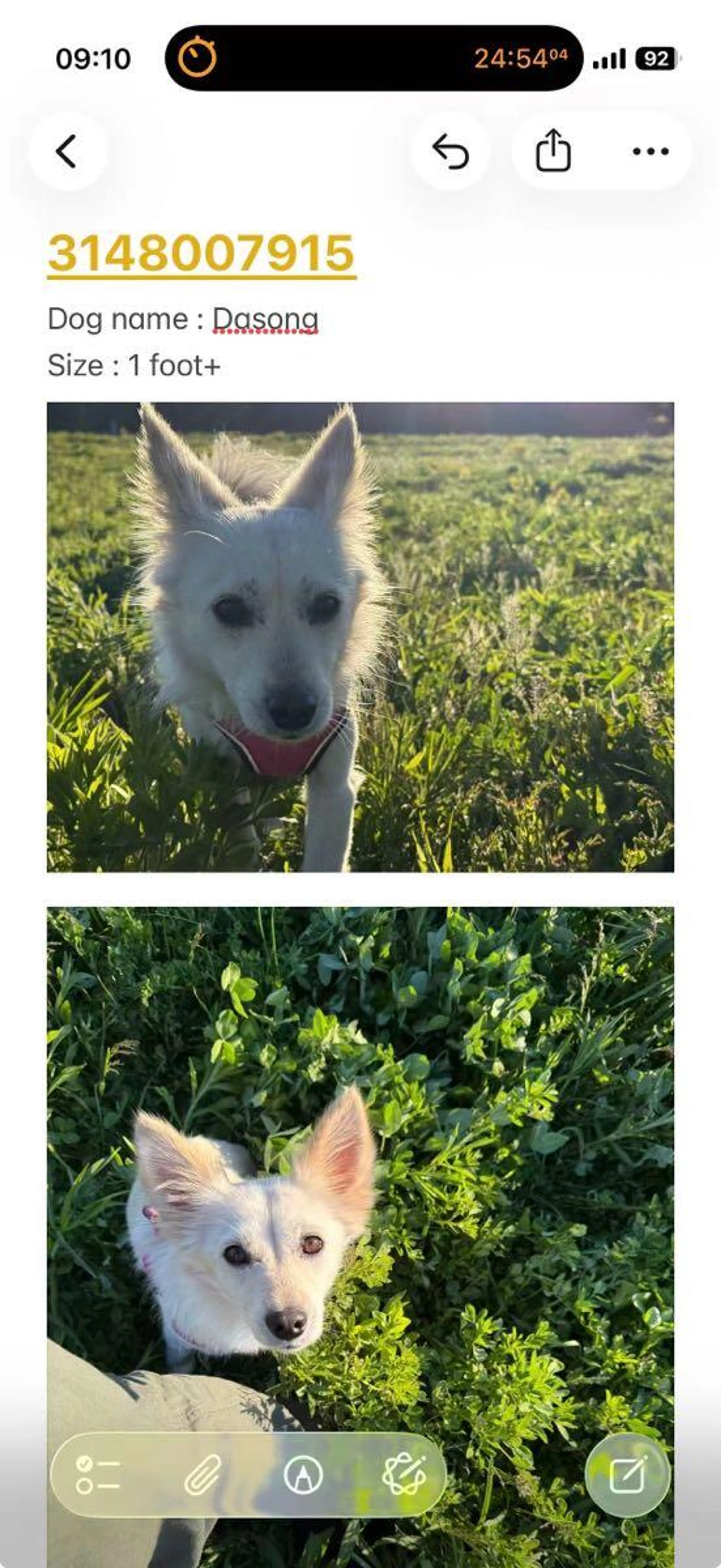 Found pet