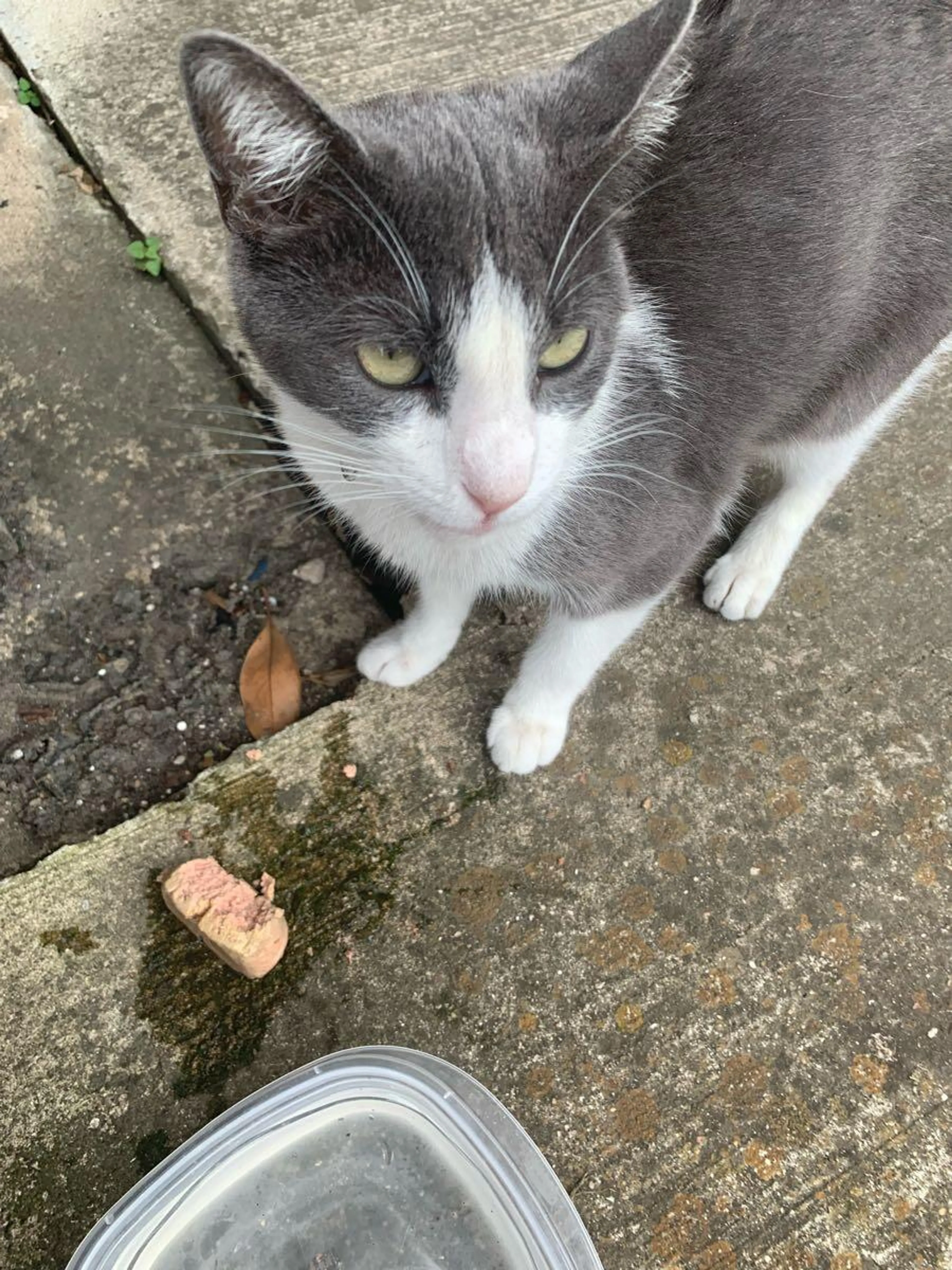 Found pet