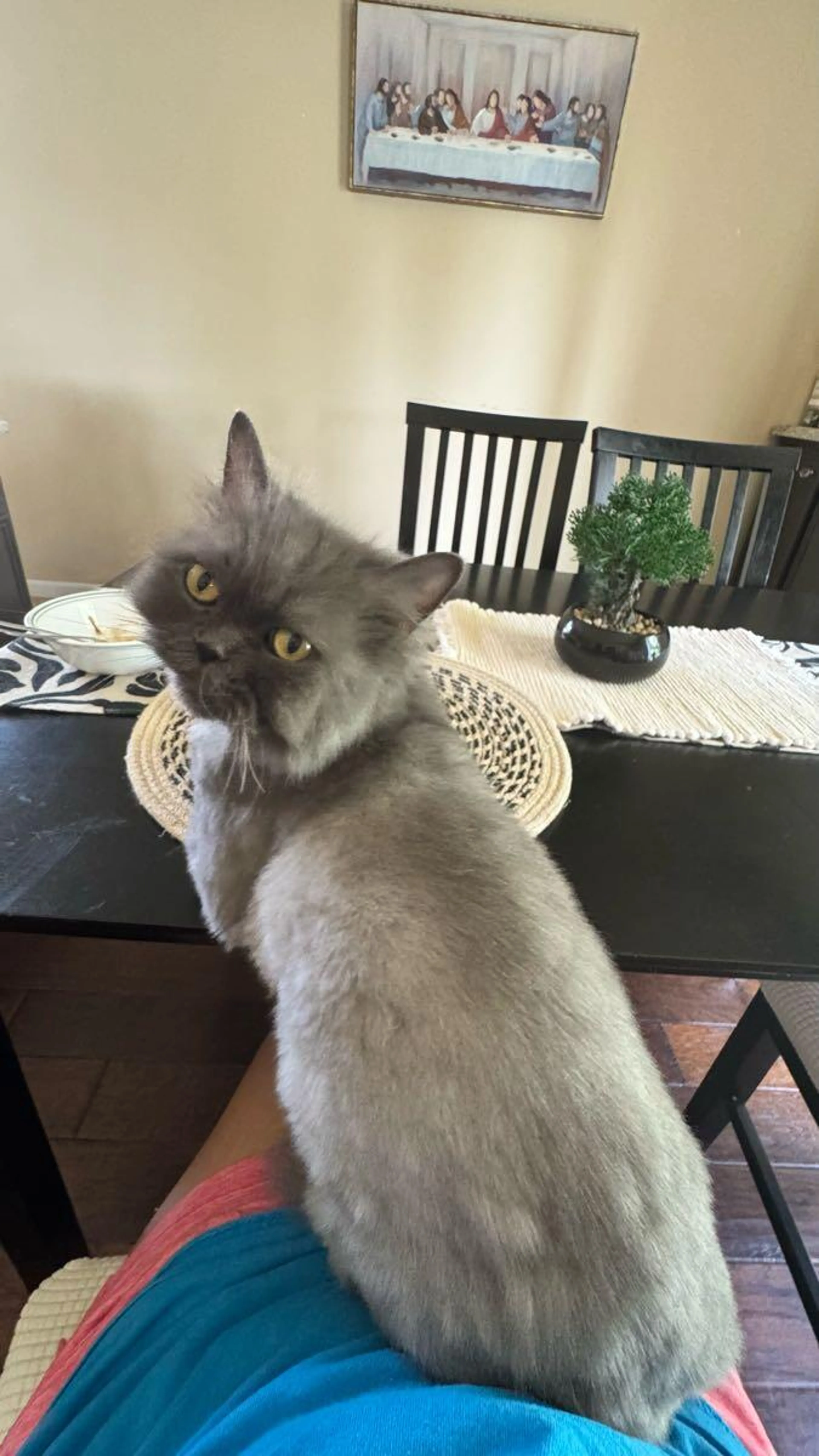 Lost pet