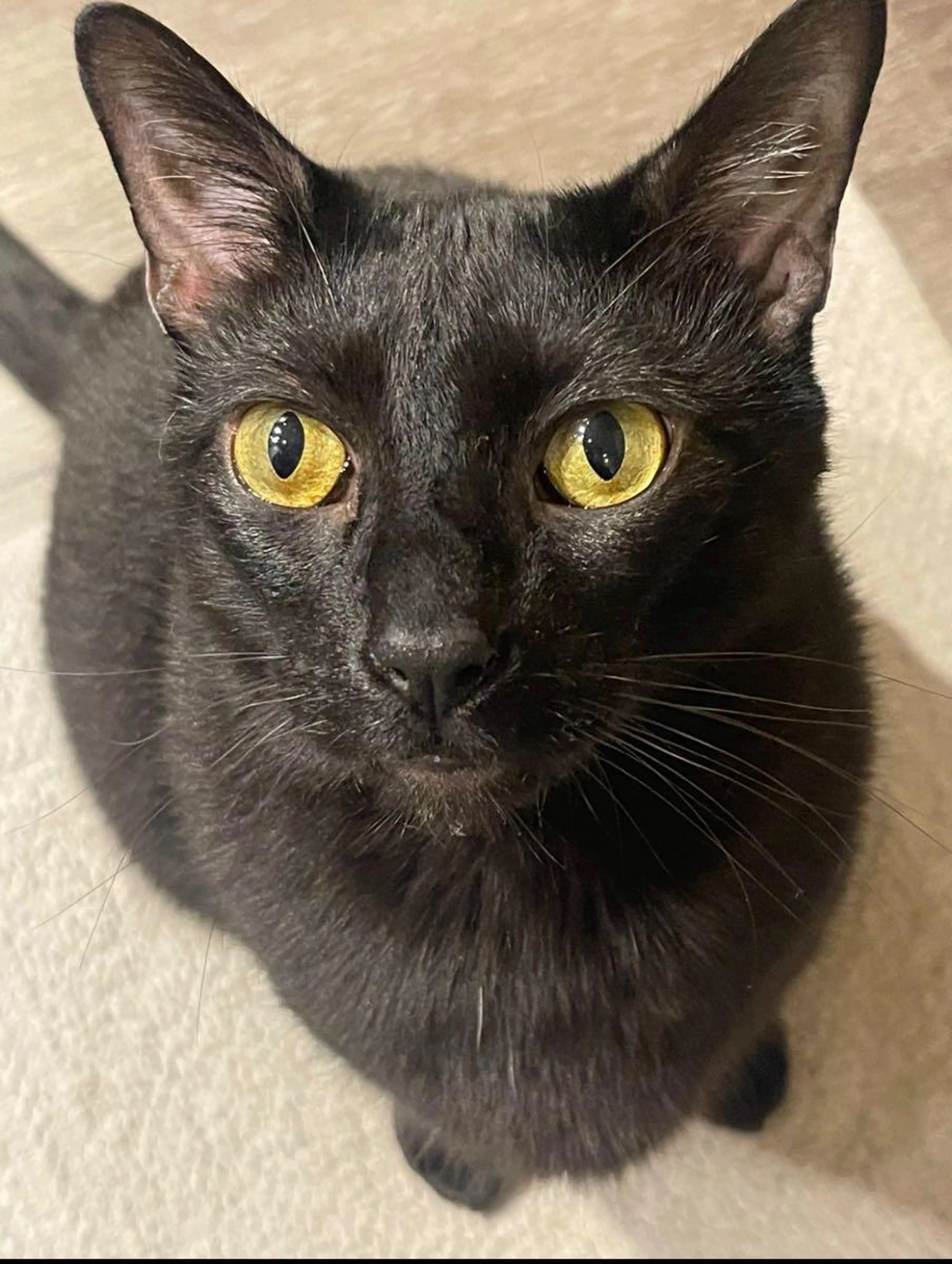 Lost pet