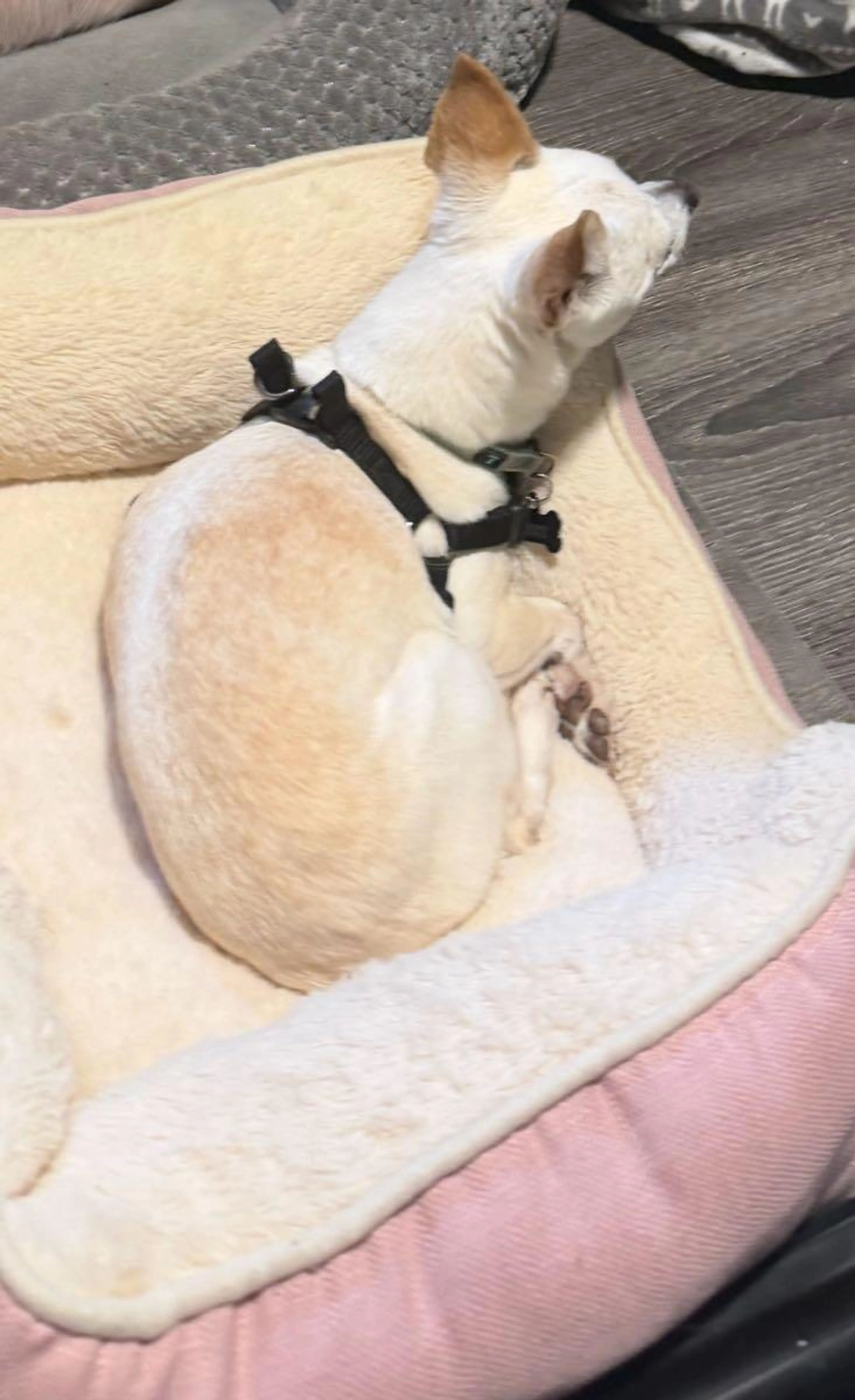 Lost pet