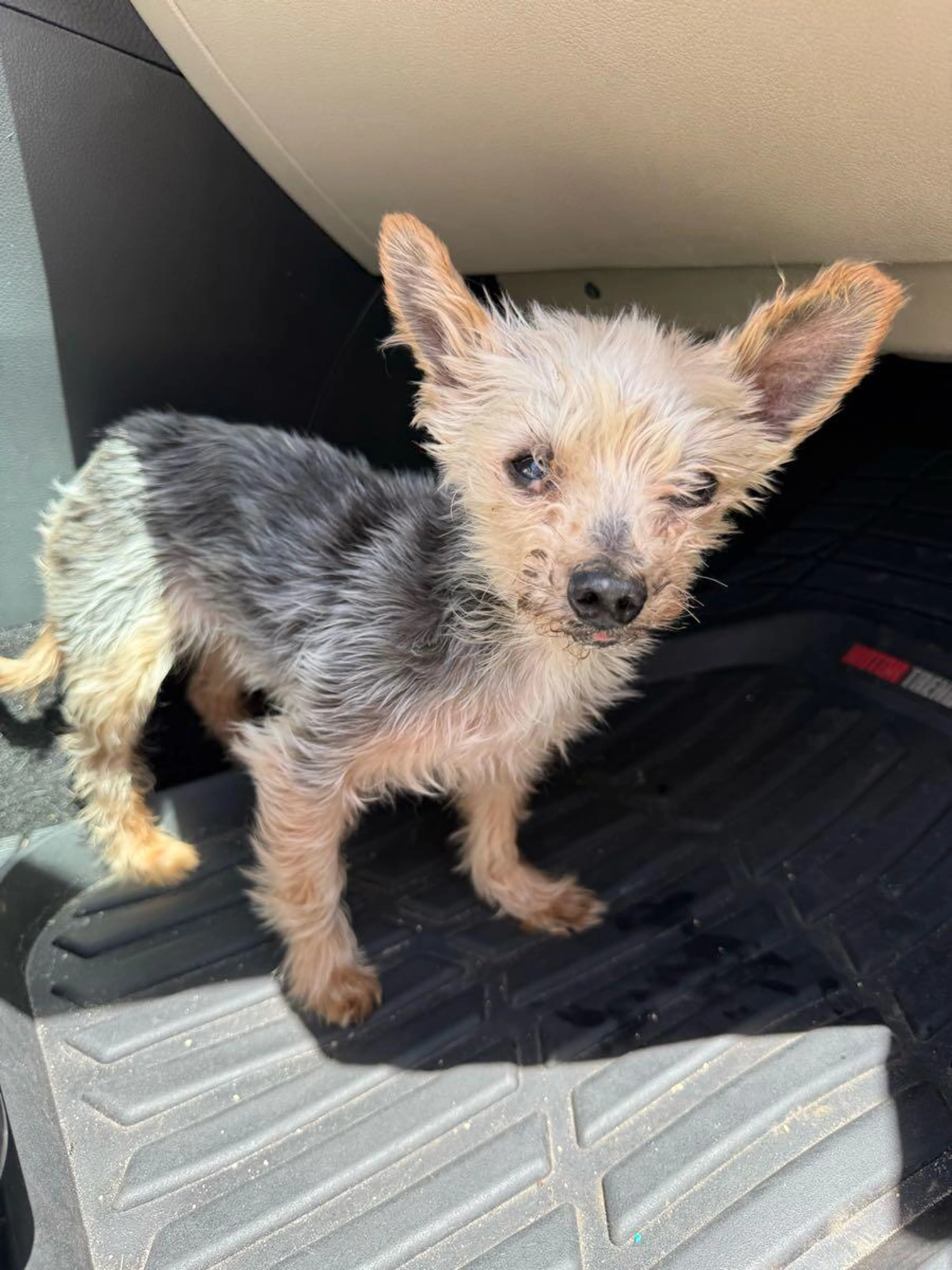 Found pet