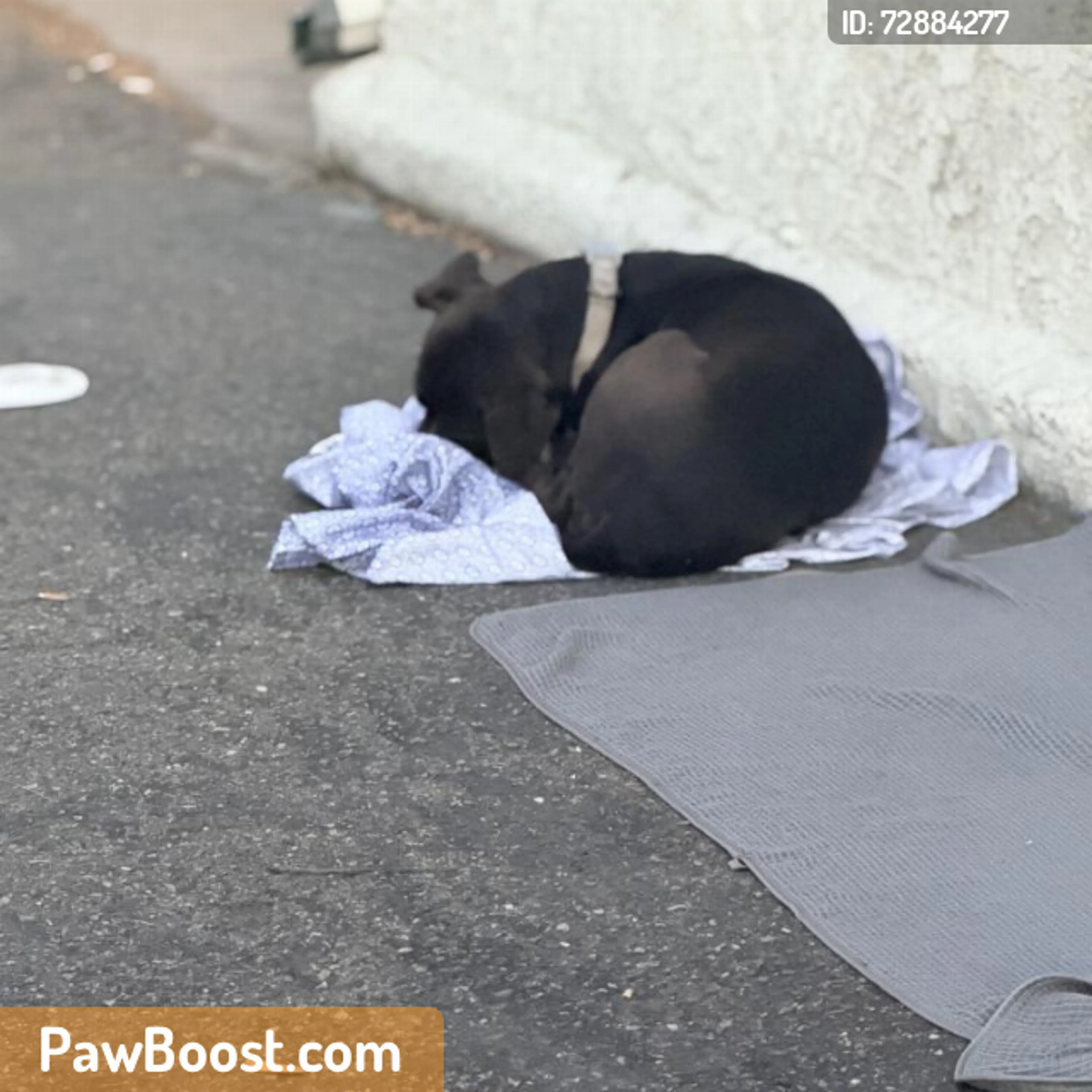 Found pet