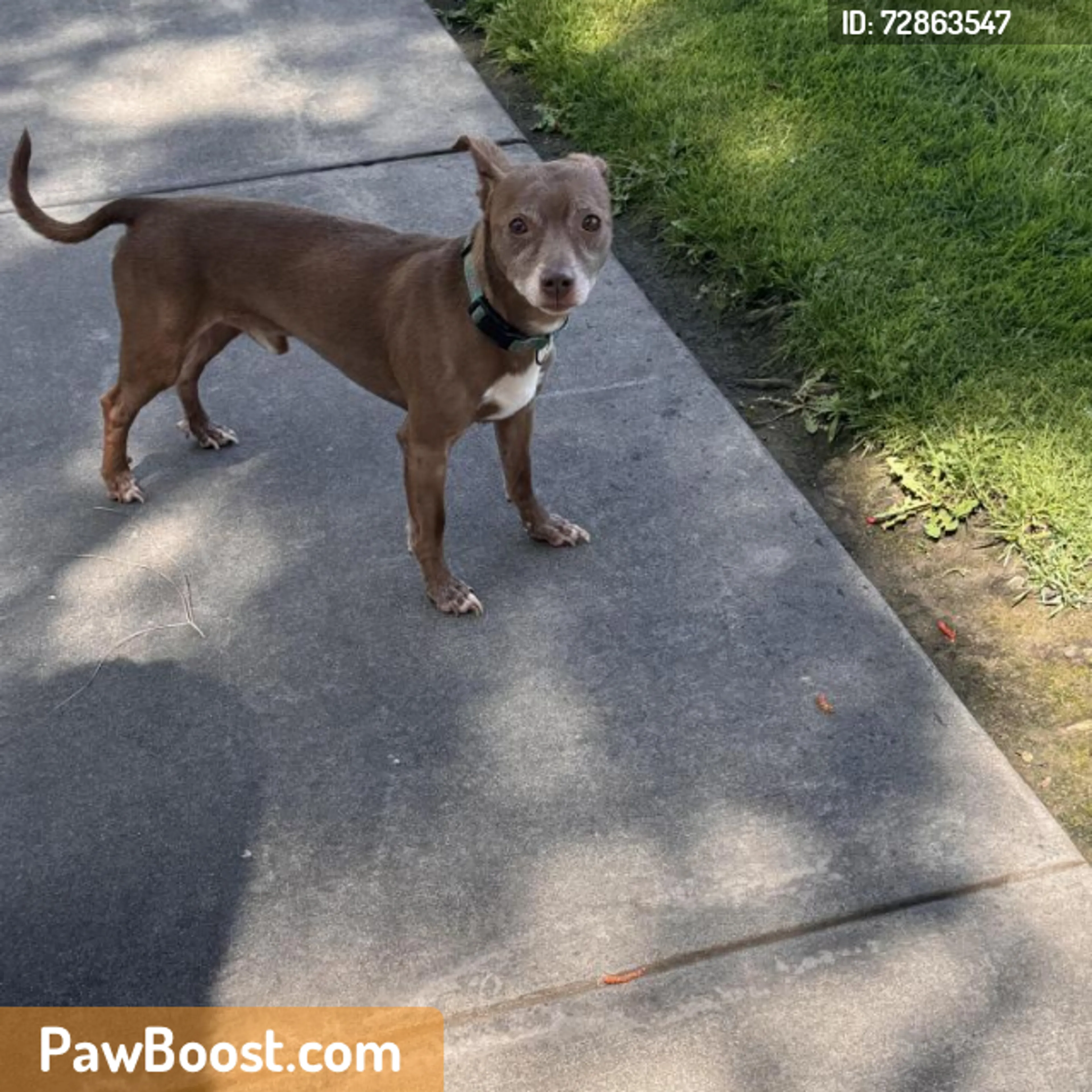 Found pet
