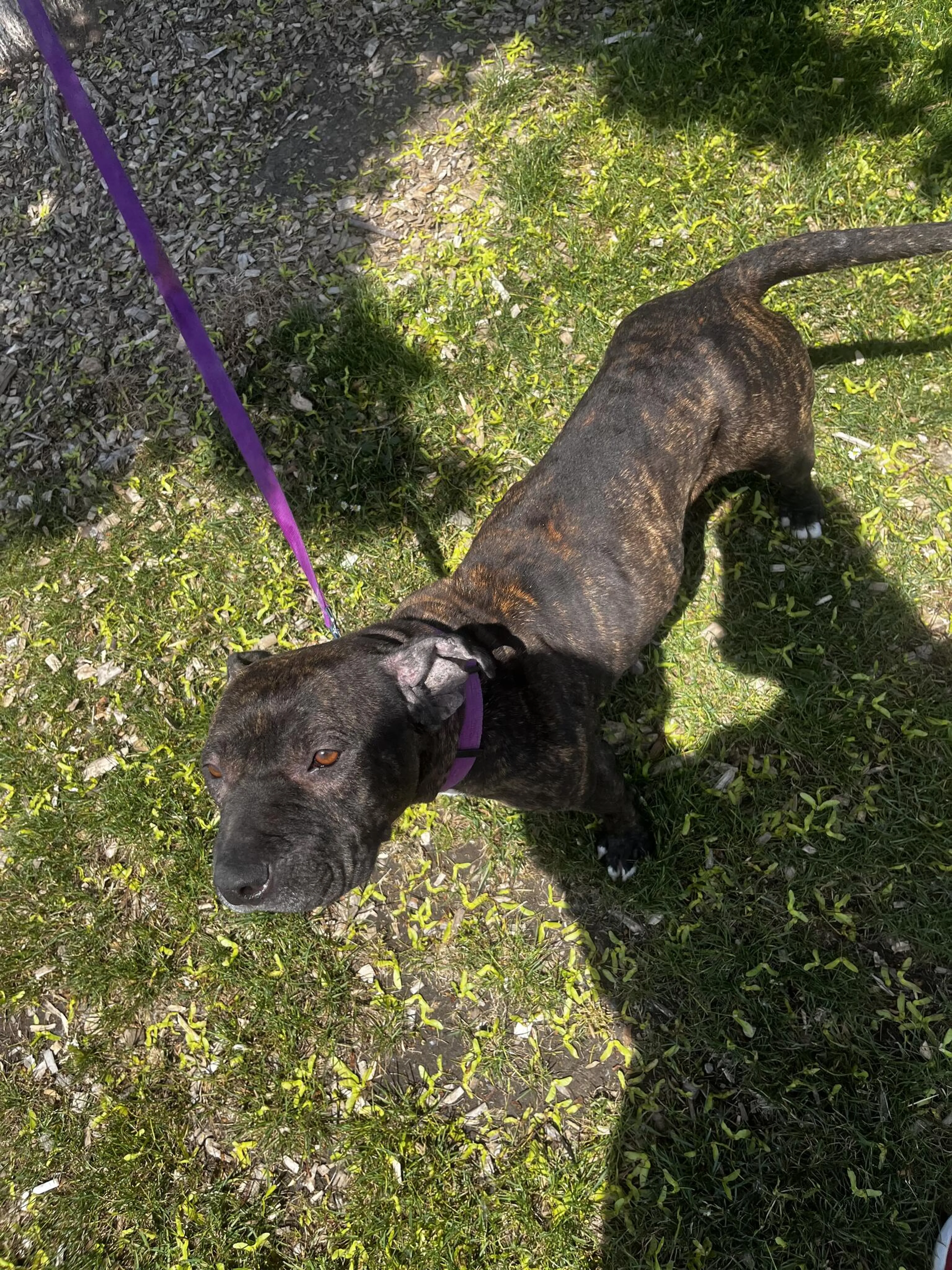 Found pet