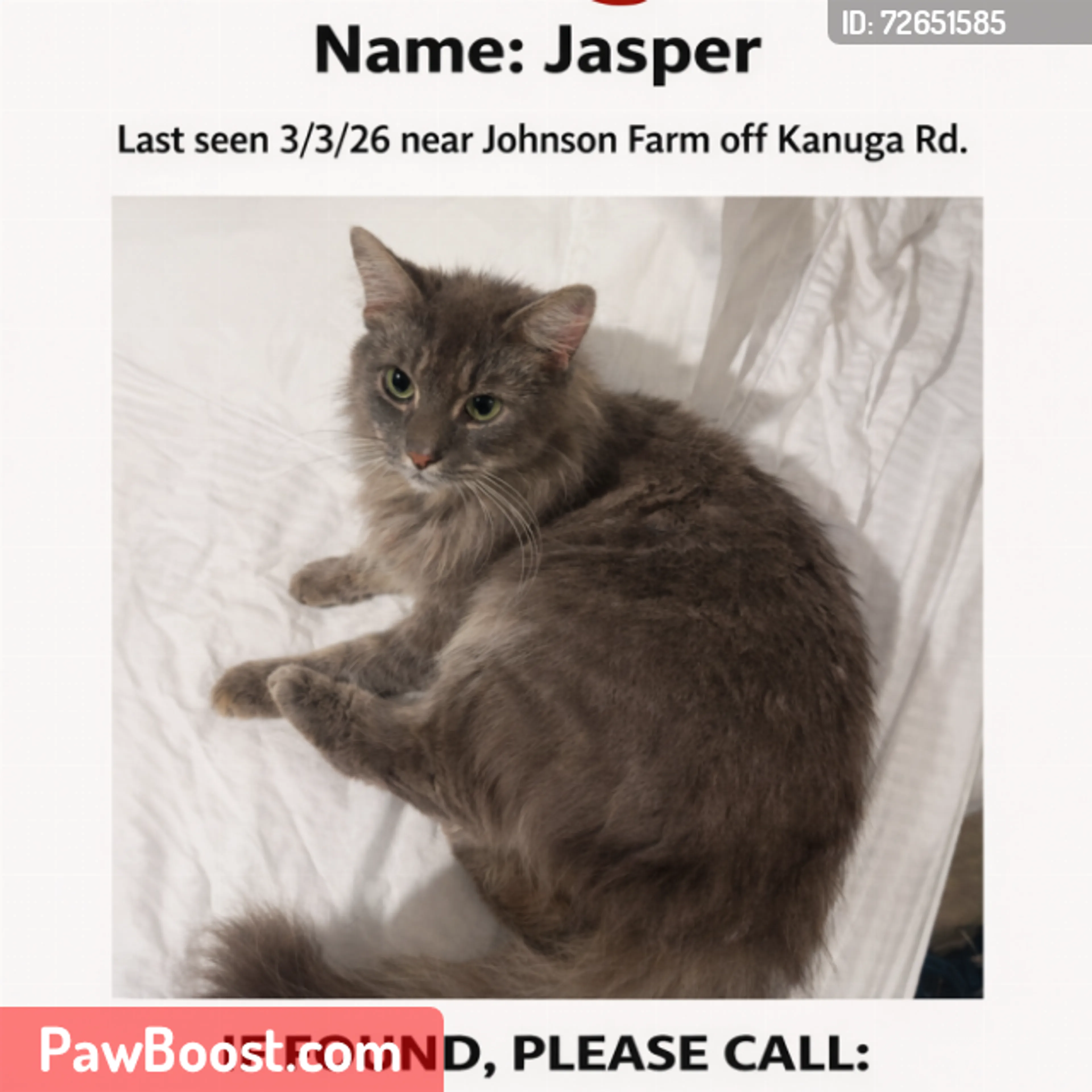 Lost pet