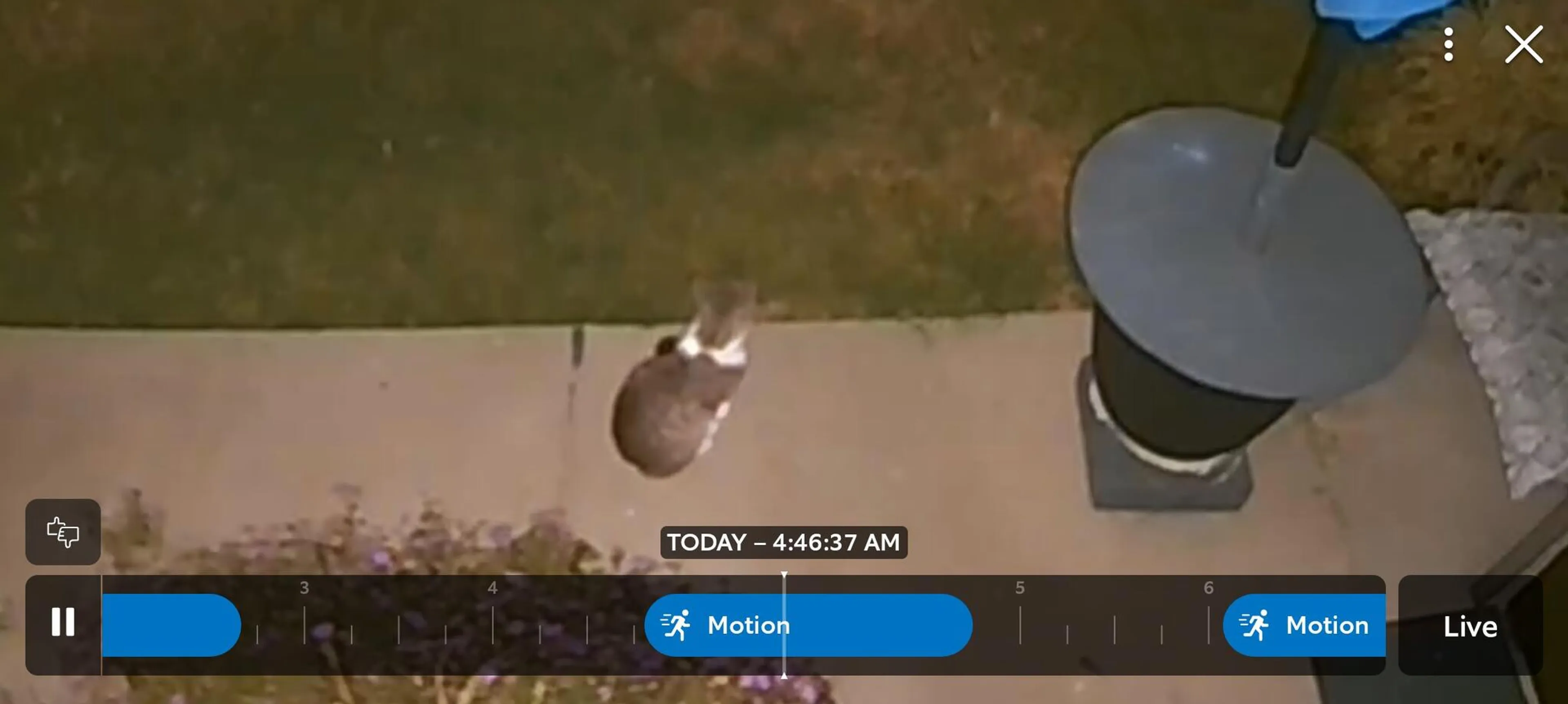 Found pet