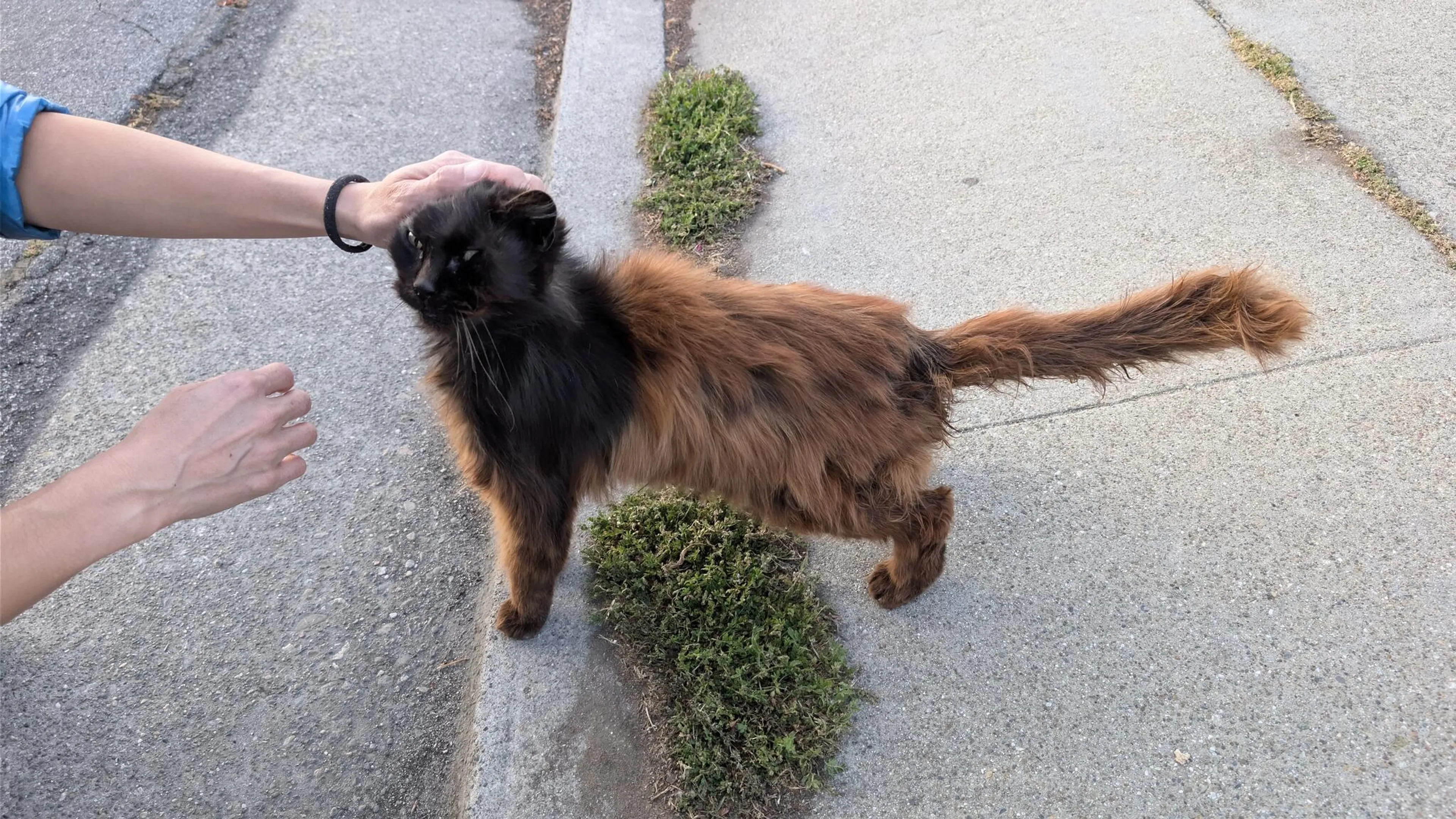 Found pet