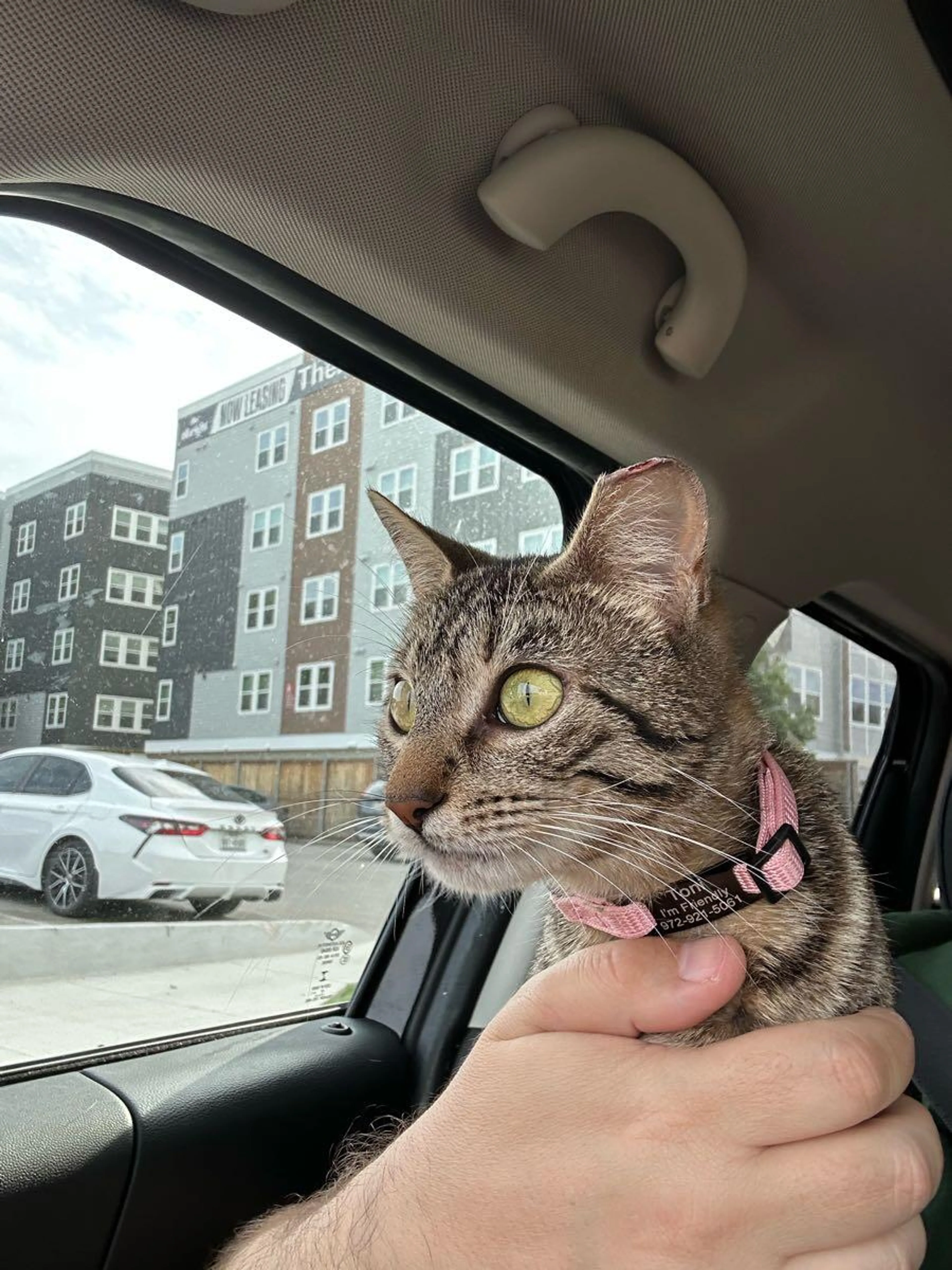 Found pet