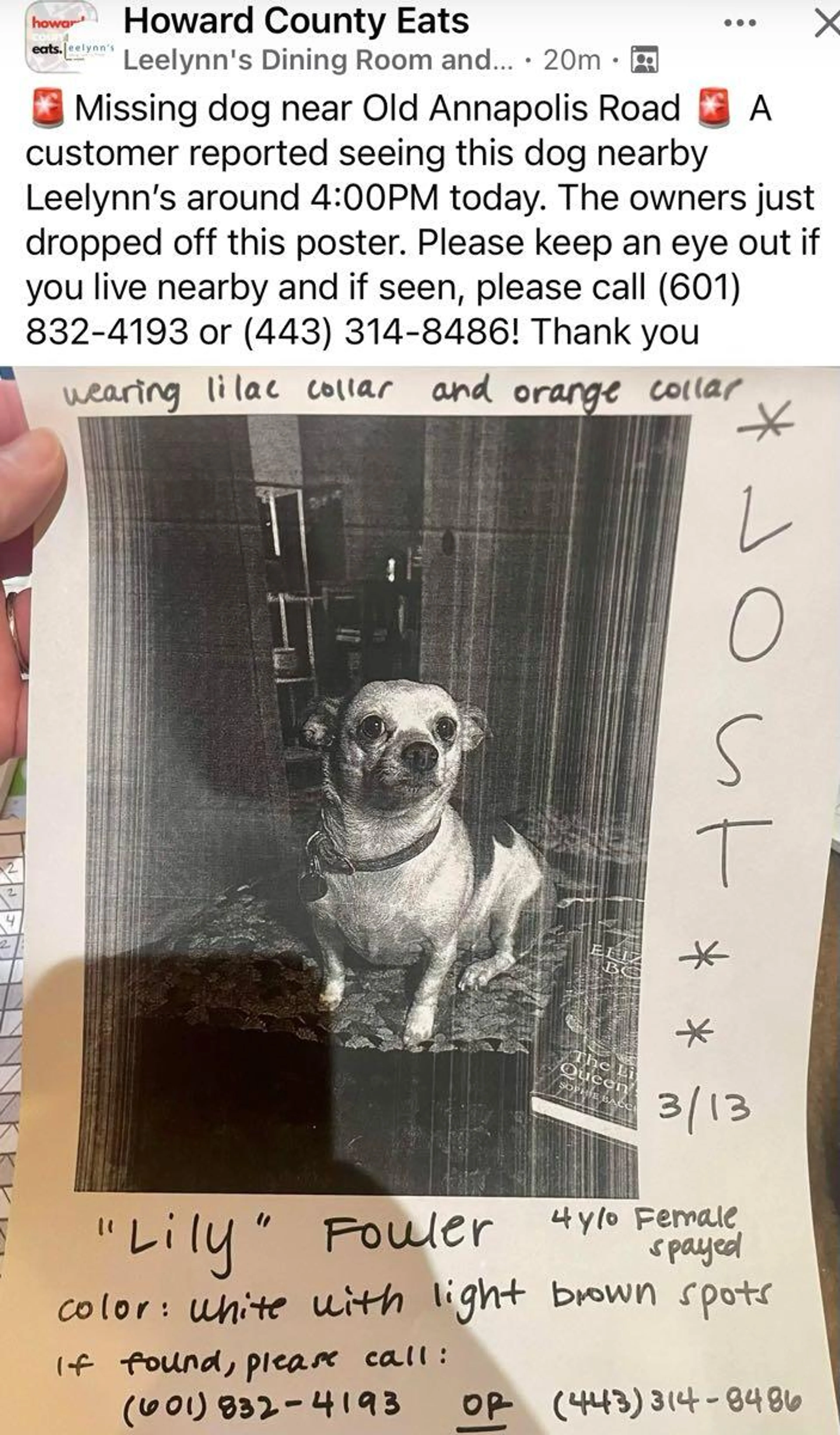 Lost pet