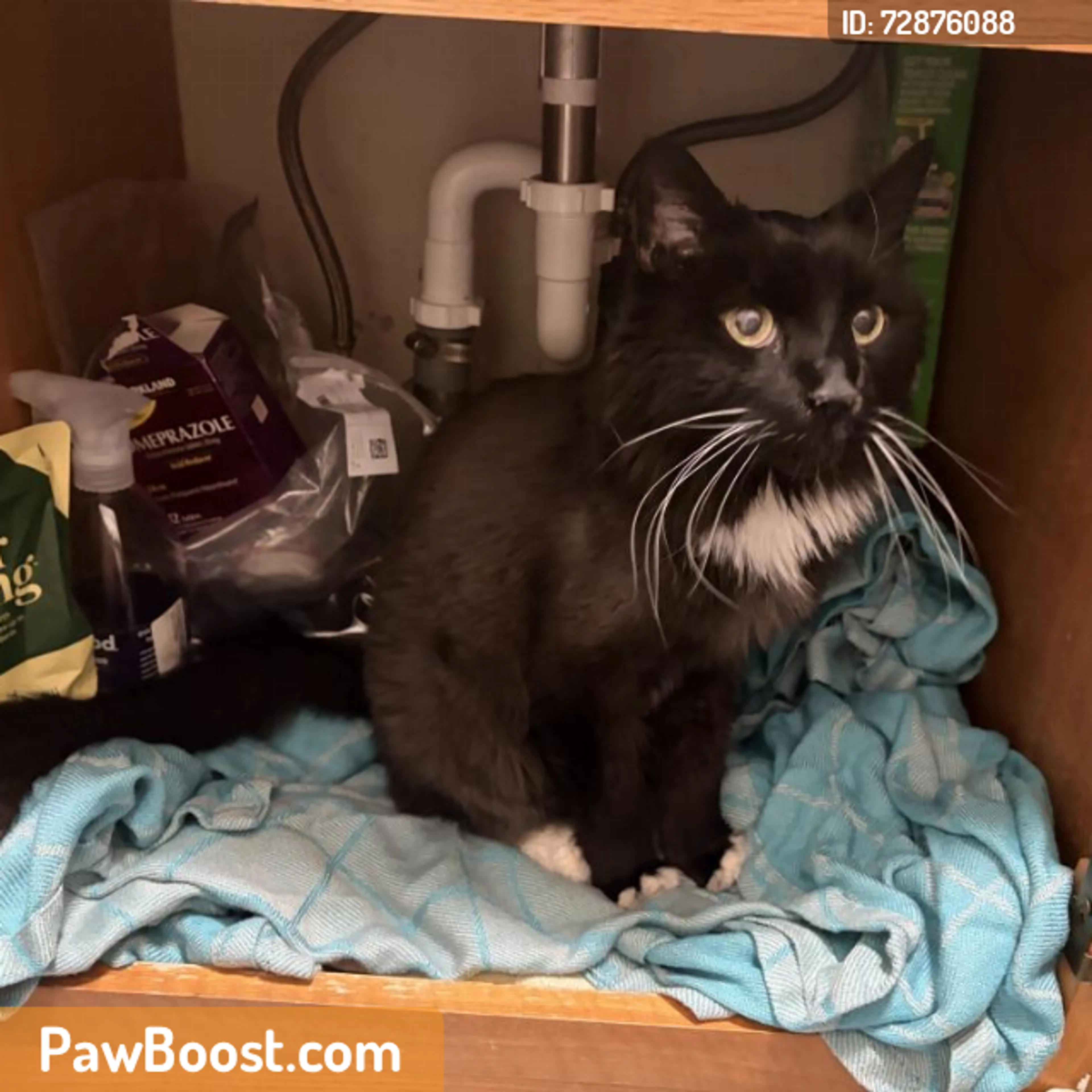 Found pet