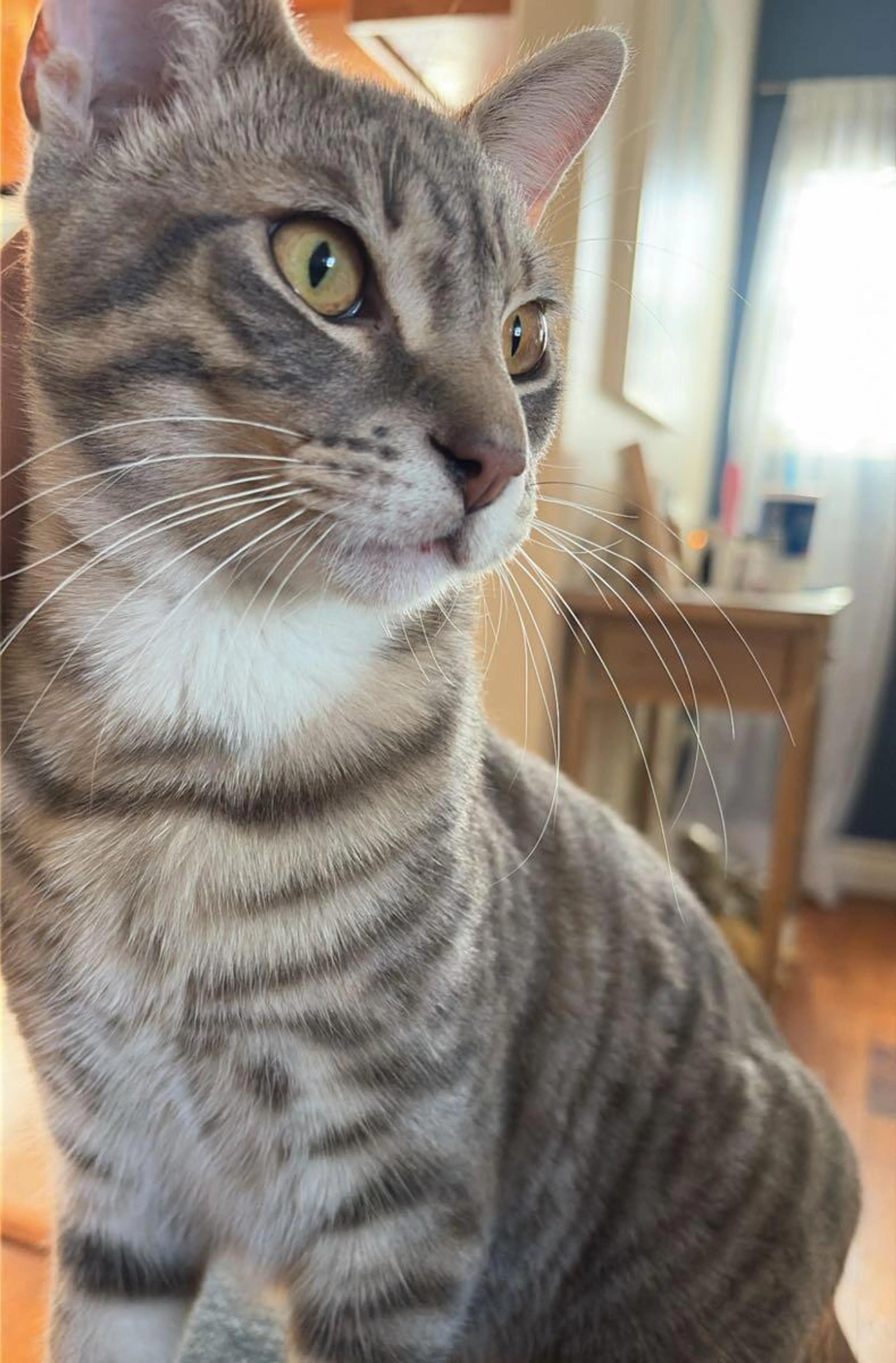 Lost pet