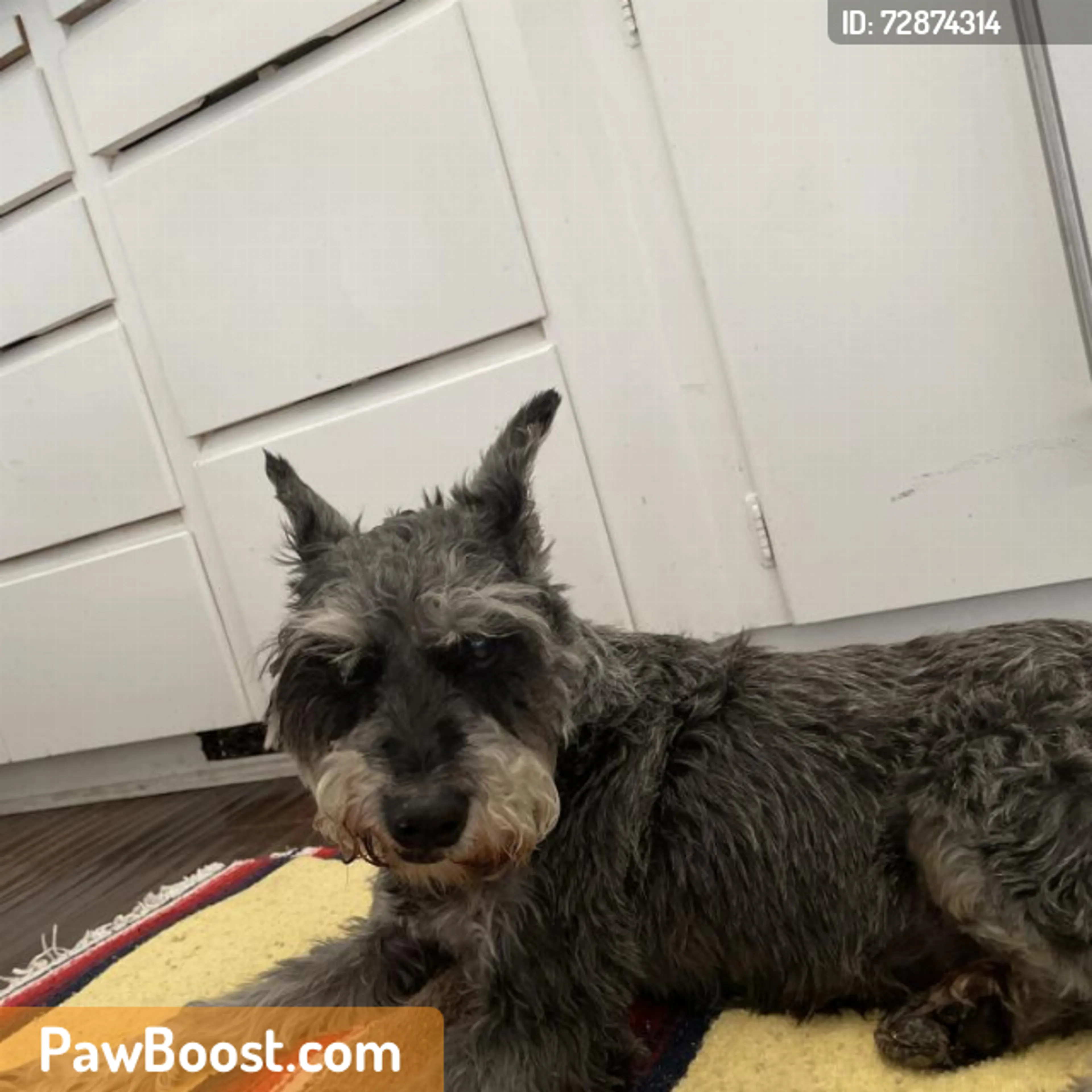 Found pet