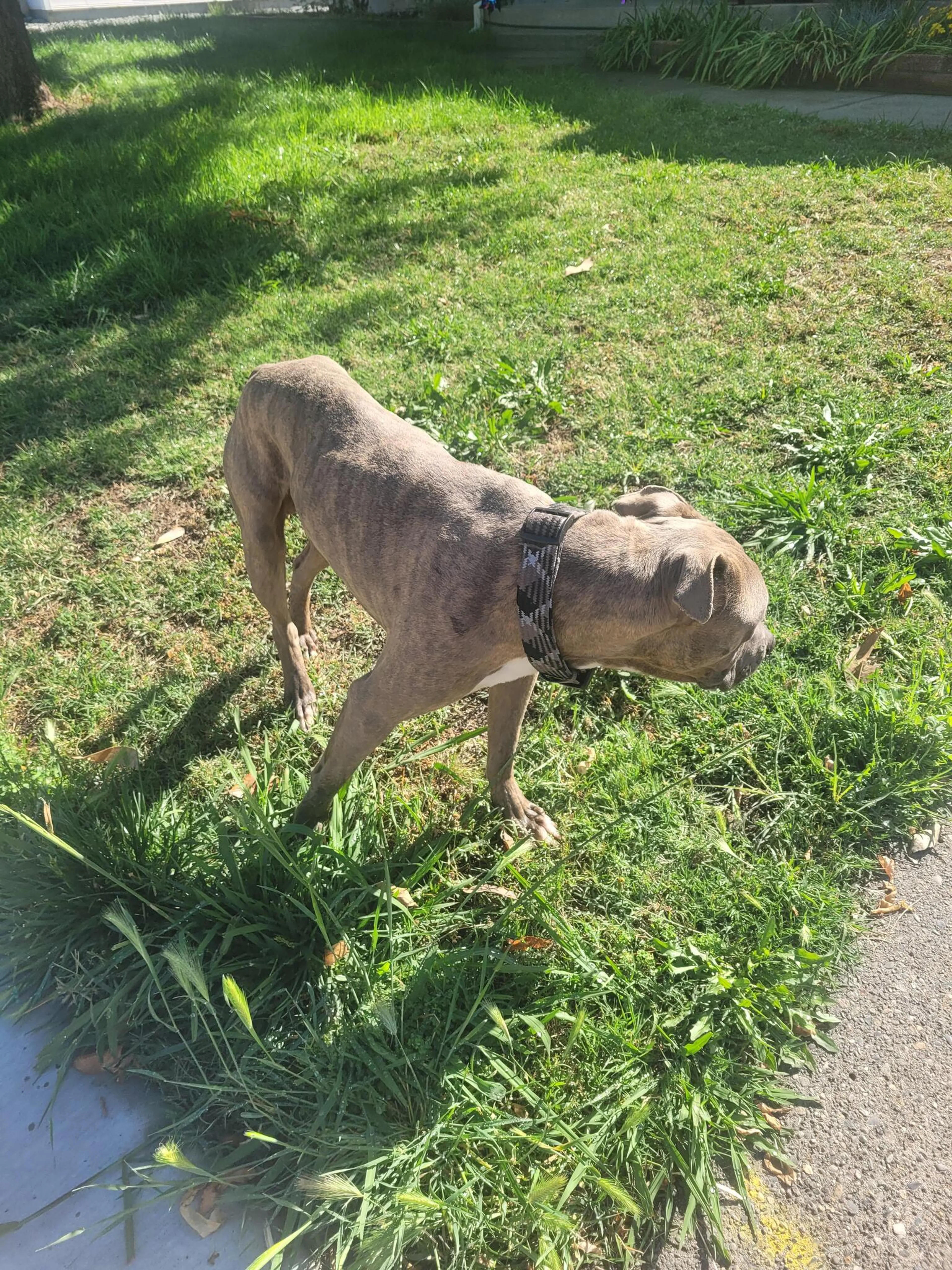 Found pet